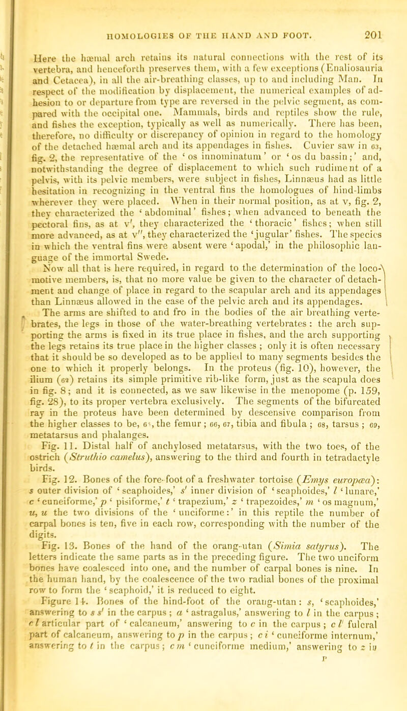 Here the hteiual arch retains its natural connections with the rest of its vertebra, and henceforth preserves tlicm, with a few exceptions (Enaliosanria and Cetacea), in all the air-breathing classes, up to and including Man. In respect of the modification by displacement, the numerical examples of ad- hesion to or departure from type are reversed in the pelvic segment, as com- pared with the occipital one. iMammals, birds and reptiles show the rule, and fishes the exception, typically as well as numerically. There has been, therefore, no difficulty or discrepancy of opinion in regard to the homology of the detached htemal arch and its appendages in fishes. Cuvier saw in o;i, fig. 2, the representative of the ‘os innominatum ’ or ‘ os du bassin; ’ and, notwithstanding the degree of displacement to which such rudiment of a pelvis, with its pelvic members, were subjeet in fishes, Linnaeus had as little hesitation in recognizing in the ventral fins the homoJogues of hind-limbs wherever they were placed. When in their normal position, as at v, fig. 2, they characterized the ‘abdominal’ fishes; when advanced to beneath the pectoral fins, as at v', they characterized the ‘thoracic’ fishes; when still more advanced, as at v, they characterized the ‘jugular’ fishes. The species in which the ventral fins were absent were ‘apodal,’ in the philosophic lan- guage of the immortal Swede. Now all that is here required, in regard to the determination of the loco-\ motive members, is, that no more value be given to the character of detach- ment and change of place in regard to the scapular arch and its appendages than Linnaeus allowed in the case of the pelvic arch and its appendages. ^ The arms are shifted to and fro in the bodies of the air breathing verte- brates, the legs in those of the water-breathing vertebrates : the arch sup- porting the arms is fixed in its true place in fishes, and the arch supporting the legs retains its true place in the higher classes ; only it is often necessary that it should be so developed as to be applied to many segments besides the one to which it properly belongs. In the proteus (fig. 10), however, the ilium (ei) retains its simple primitive rib-like form, just as the scapula does in fig. 8; and it is connected, as we saw likewise in the menopome (p. 159, fig. 28), to its proper vertebra exclusively. The segments of the bifurcated ray in the proteus have been determined by descensive comparison from the higher classes to be, ei, the femur; ee, or, tibia and fibula ; os, tarsus ; oo, metatarsus and phalanges. Fig. 11. Distal half of anchylosed metatarsus, with the two toes, of the ostrich (Struthio camelus), answering to the third and fourth in tetradactyle birds. Fig. 12. Bones of the fore-foot of a freshwater tortoise (Emys europoEo)-. s outer division of ‘ seaphoides,’ s' inner division of ‘ scaphoides,’ I ‘lunare,’ c ‘ cuneiforme,’jo ‘ pisiforme,’ t ‘ trapezium,’ z ‘ trapezoides,’ m ‘ os magnum,’ w, M the two divisions of the ‘unciforme:’ in this reptile the number of carpal bones is ten, five in each row, corresponding with the number of the digits. Fig. 13. Bones of the hand of the orang-utan (Sintia safyriis). The letters indicate the same parts as in the preceding figure. The two unciform bones have coalesced into one, and the number of carpal bones is nine. In the human hand, by the coalescence of the two radial bones of the proximal row to form the ‘ scaphoid,’ it is reduced to eight. Figure 11-. Bones of the hind-foot of the orang-utan: s, ‘scaplioides,’ answering to s s' in the carpus; a ‘ astragalus,’ answering to I in the carpus ; el articular part of ‘ calcaneum,’ answering to c in the carpus; cl’ fulcral part of calcaneum, answering top in the carpus ; c? ‘ cuneiforme internum,’ answering to t in the carpus; cwi ‘ cuneiforme medium,’ answering to r iu p