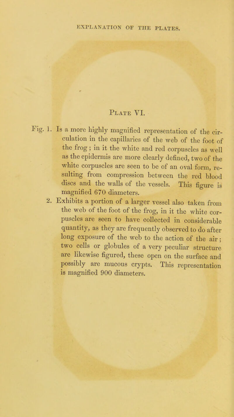 Plate VI. Fig. 1. Is a more highly magnified representation of the cir- culation in the capillaries of the web of the foot of the frog; in it the white and red corpuscles as well as the epidermis are more clearly defined, two of the white corpuscles are seen to be of an oval form, re- sulting from compression between the red blood discs and the walls of the vessels. This figure is magnified 670 diameters. 2, Exhibits a portion of a larger vessel also taken from the web of the foot of the frog, in it the white cor- puscles are seen to have collected in considerable quantity, as they are frequently observed to do after long exposure of the web to the action of the air; two cells or globules of a very peculiar structure are likewise figured, these open on the surface and possibly are mucous crypts. This representation is magnified 900 diameters.