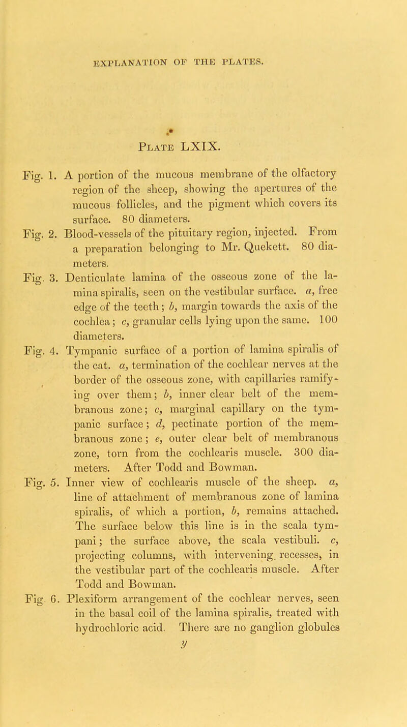 Plate LXIX. A portion of the mucous membrane of the olfactory- region of the sheep, showing the apertures of the mucous follicles, and the pigment which covers its surface. 80 diameters. Blood-vessels of the pituitary region, injected. From a preparation belonging to Mr. Quekett. 80 dia- meters. Denticulate lamina of the osseous zone of the la- mina spiralis, seen on the vestibular surface, a, free edge of the teeth; h, margin towards tlie axis of tlie coclilea; c, granular cells lying upon the same. 100 diameters. Tympanic surface of a portion of lamina spiralis of the cat. a, termination of the cochlear nerves at the border of the osseous zone, with capillaries ramify- ino’ over them; h, inner clear belt of the mcm- branous zone; c, marginal capillary on the tym- panic surface; d, pectinate portion of the mem- branous zone; e, outer clear belt of membranous zone, torn from the cochlearis muscle. 300 dia- meters. After Todd and Bowman. Inner view of cochlearis muscle of the sheep, a, line of attachment of membranous zone of lamina spiralis, of which a portion, b, remains attached. The surface below this line is in the scala tym- pani; the surface above, the scala vestibuli. c, projecting columns, with intervening recesses, in the vestibular part of the cochlearis muscle. After Todd and Bowman. Plexiform arrangement of the cochlear nerves, seen in the basal coil of the lamina spiralis, treated with liydrochloric acid. There are no ganglion globules y