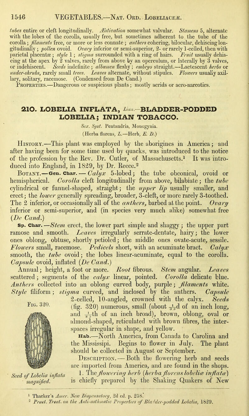 tabes entire or cleft longitudinally. Aestivation somewhat valvular. Stamens 5, alternate with the lobes of the corolla, usually free, but sometimes adherent to the tube of the corolla; filaments free, or more or less connate ; anthers cohering, bilocular, dehiscing lon- gitudinally ; pollen ovoid. Ovary inferior or semi-superior, 2- or rarely 1-celled, then with parietal placentae; style 1; stigma surrounded with a ring of hairs. Fruit usually dehis- cing at the apex by 2 valves, rarely from above by an operculum, or laterally by 3 valves, or indehiscent. Seeds indefinite ; albumen fleshy ; embryo straight.—Lactescent herbs or under-shrubs, rarely small trees. Leaves alternate, without stipules. Flowers usually axil- lary, solitary, racemose. (Condensed from De Cand.) Properties.—Dangerous or suspicious plants; mostly acrids or acro-narcotics. 210. LOBELIA INFLATA, Linn -BLADDER-PODDED LOBELIA; INDIAN TOBACCO. Sex. Syst. Pentandria, Monogynia. (Herba Horens, L.—Herb, E. I).) History.—This plant was employed by the aborigines in America; and after having been for some time used by quacks, was introduced to the notice of the profession by the Lev. Dr. Cutler, of Massachusetts.1 It was intro- duced into England, in 1829, by Dr. Reece.2 Botany.—Gen. char.— Calyx 5-lobed; the tube obconical, ovoid or hemispherical. Corolla cleft longitudinally from above, bilabiate; the tube cylindrical or funnel-shaped, straight; the upper lip usually smaller, and erect; the lower generally spreading, broader, 3-cleft, or more rarely 3-toothed. The 2 inferior, or occasionally all of the anthers, barbed at the point. Ovary inferior or semi-superior, and (in species very much alike) somewhat free {De Cand) sp. Char.—Stem erect, the lower part simple and shaggy ; the upper part ramose and smooth. Leaves irregularly serrate-dentate, hairy; the lower ones oblong, obtuse, shortly petioled; the middle ones ovate-acute, sessile. Flowers small, racemose. Pedicels short, with an acuminate bract. Calyx smooth, the tube ovoid; the lobes linear-acuminate, equal to the corolla. Capsule ovoid, inflated (De Cand.) Annual; height, a foot or more. Foot fibrous. Stem angular. Leaves scattered; segments of the calyx linear, pointed. Corolla delicate blue. Anthers collected into an oblong curved body, purple; filaments white. Style filiform; stigma curved, and inclosed by the anthers. Capsule 2-celled, 10-angled, crowned with the calyx. Seeds (fig. 320) numerous, small (about -^d °f an inch long, and -gL-th of an inch broad), brown, oblong, oval or almond-shaped, reticulated witli brown fibres, the inter- spaces irregular in shape, and yellow. Hab.—North America, from Canada to Carolina and the Mississipi. Begins to flower in July. The plant should be collected in August or September. Description. —Both the flowering herb and seeds are imported from America, and are found in the shops. 1. Thzflowering herb {herba florens lobelias inflated) is chiefly prepared by the Shaking Quakers of New Fig. 320. Seed of Lobelia infiata magnified. 1 Thacker’s Amer. New Dispensatory, 2d ed. p. 258. 2 Praet. Treat, on the Anti-asthmatic Properties of Bla dder-podded Lobelia, 1829.