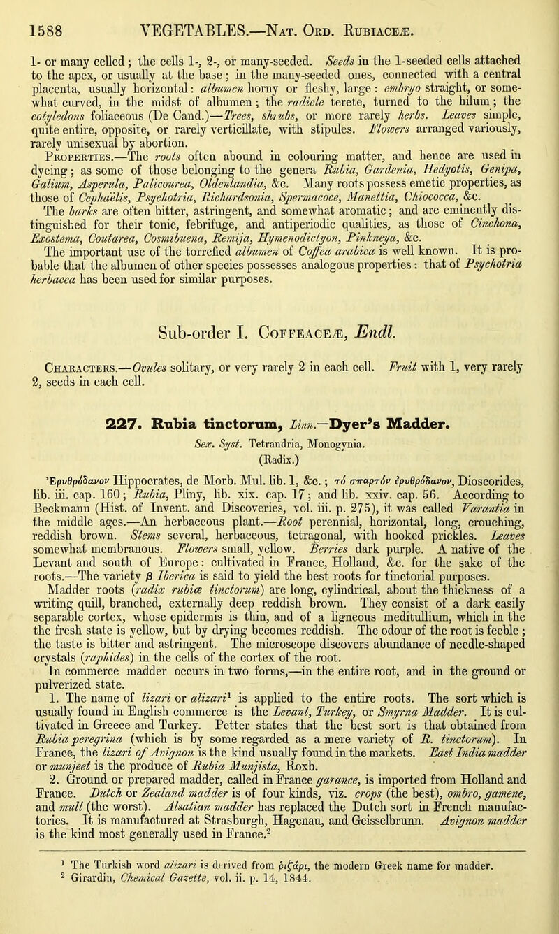 1- or many celled; the cells 1-, 2-, or many-seeded. Seeds in the 1-seeded cells attached to the apex, or usually at the base; in the many-seeded ones, connected with a central placenta, usually horizontal: albumen horny or fleshy, large : embryo straight, or some- what curved, in the midst of albumen; the radicle terete, turned to the hilum; the cotyledons foliaceous (De Cand.)—Trees, shrubs, or more rarely herbs. Leaves simple, quite entire, opposite, or rarely verticillate, with stipules. Flowers arranged variously, rarely unisexual by abortion. Properties.—The roots often abound in colouring matter, and hence are used in dyeing; as some of those belonging to the genera Rubia, Gardenia, Hedyotis, Genipa, Galium, Asperula, Palicourea, Oldenlandia, &c. Many roots possess emetic properties, as those of Cephaelis, Psychotria, Richardsonia, Spermacoce, Manettia, Chiococca, &c. The barks are often bitter, astringent, and somewhat aromatic; and are eminently dis- tinguished for their tonic, febrifuge, and antiperiodic qualities, as those of Cinchona, Exostema, Coutarea, Cosmibuena, Remija, Hymenodictyon, Pinkneya, &c. The important use of the torrefied albumen of Coffea arabica is well known. It is pro- bable that the albumen of other species possesses analogous properties: that of Psychotria herbacea has been used for similar purposes. Sub-order I. Coffeaceai, Endl. Characters.—Ovules solitary, or very rarely 2 in each cell. Fruit with 1, very rarely 2, seeds in each cell. 227. Rubia tinctorum, Linn— Dyer’s Madder. Sex. Syst. Tetrandria, Monogynia. (Radix.) ’EpvdpbSavov Hippocrates, de Morb. Mul. lib. 1, &c.; to <nrapr6u ipv6p6Sarov, Dioscorides, lib. iii. cap. 160; Rubia, Pliny, lib. xix. cap. 17; and lib. xxiv. cap. 56. According to Beckmann (Hist, of Invent, and Discoveries, vol. iii. p. 275), it was called Varantia in the middle ages.—An herbaceous plant.—Root perennial, horizontal, long, crouching, reddish brown. Stems several, herbaceous, tetragonal, with hooked prickles. Leaves somewhat membranous. Flowers small, yellow. Berries dark purple. A native of the Levant and south of Europe: cultivated in Prance, Holland, &c. for the sake of the roots.—The variety R Lberica is said to yield the best roots for tinctorial purposes. Madder roots (radix rubice tinctorum) are long, cylindrical, about the thickness of a writing quill, branched, externally deep reddish brown. They consist of a dark easily separable cortex, whose epidermis is thin, and of a ligneous meditullium, which in the the fresh state is yellow, but by drying becomes reddish. The odour of the root is feeble ; the taste is bitter and astringent. The microscope discovers abundance of needle-shaped crystals (raphides) in the cells of the cortex of the root. In commerce madder occurs in two forms,—in the entire root, and in the ground or pulverized state. 1. The name of lizari or alizarP is applied to the entire roots. The sort which is usually found in English commerce is the Levant, Turkey, or Smyrna Madder. It is cul- tivated in Greece and Turkey. Petter states that the best sort is that obtained from Rubia peregrina (which is by some regarded as a mere variety of R. tinctorum). In Prance, the lizari of Avignon is the kind usually found in the markets. East Lndia madder or munjeet is the produce of Rubia Munjista, Itoxb. 2. Ground or prepared madder, called in Prance garance, is imported from Holland and Prance. Butch or Zealand madder is of four kinds, viz. crops (the best), ombro, gamene, and mull (the worst). Alsatian madder has replaced the Dutch sort in French manufac- tories. It is manufactured at Strasburgh, Hagenau, and Geisselbrunn. Avignon madder is the kind most generally used in Prance.1 2 1 The Turkish word alizari is derived from pifrapi, the modern Greek name for madder. 2 Girardin, Chemical Gazette, vol. ii. p. 14, 1844.