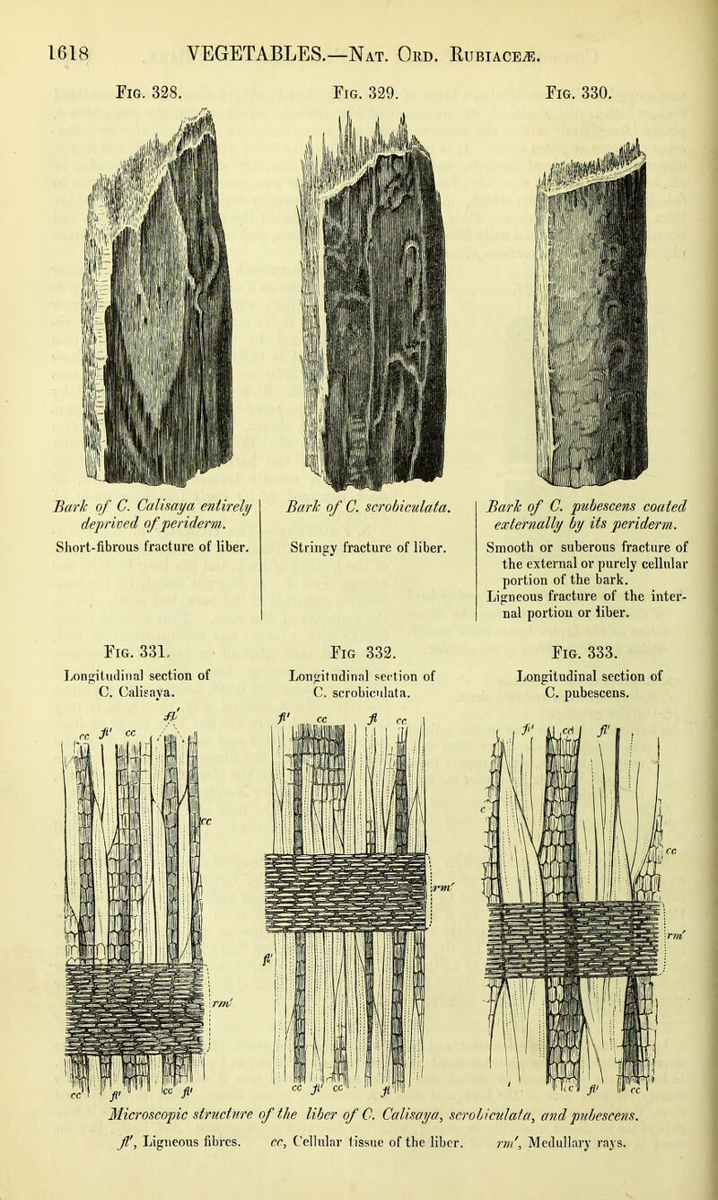 Fig. 328. Fig. 329. Fig. 330. Bark of C. Calisaya entirely deprived of periderm. Short-fibrous fracture of liber. Bark of C. scrobiculata. Stringy fracture of liber. Bark of C. pubescens coated externally by its periderm. Smooth or suberous fracture of the external or purely cellular portion of the bark. Ligneous fracture of the inter- nal portion or iiber. Fig. 331. Longitudinal section of C. Oalisava. Fig 332. Longitudinal section of C. scrobiculata. Fig. 333. Longitudinal section of C. pubescens. Microscopic structure of the liber of C. Calisaya, scrobiculata, and pubescens. jf, Ligneous fibres. cc. Cellular tissue of the liber. rm\ Medullary rays.