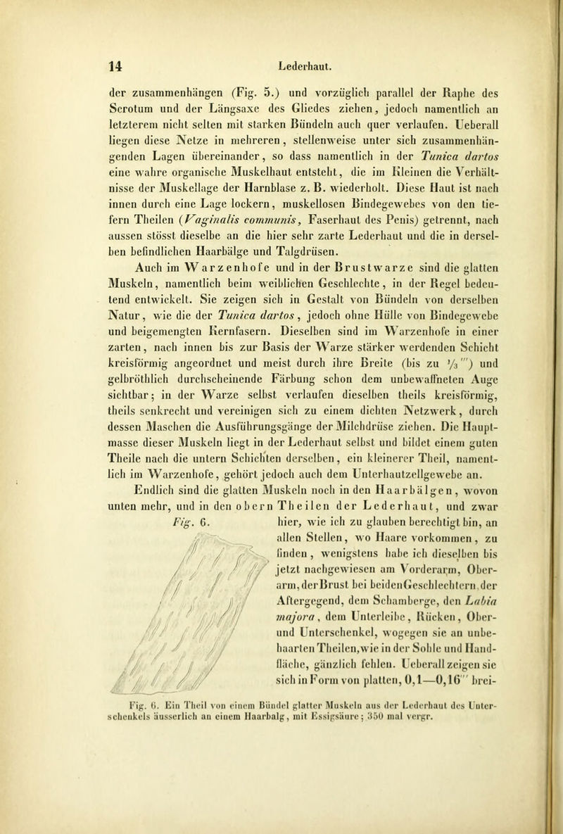 der Zusammenhängen (Fig. 5.) und vorzüglich parallel der Raphe des Scrotum und der Längsaxe des Gliedes ziehen, jedoch namentlich an letzterem nicht selten mit starken Bündeln auch quer verlaufen. Ueberall liegen diese Netze in mehreren, stellenweise unter sich zusammenhän- genden Lagen übereinander, so dass namentlich in der Tunica dartos eine wahre organische Muskelhaut entsteht, die im Kleinen die Verhält- nisse der Muskellage der Harnblase z. B. wiederholt. Diese Haut ist nach innen durch eine Lage lockern, muskellosen Bindegewebes von den lie- fern Theilen (Vaginalis communis, Faserhaul des Penis) getrennt, nach aussen stösst dieselbe an die hier sehr zarte Lederhaut und die in dersel- ben befindlichen Haarbälge und Talgdrüsen. Auch im Warzenhofe und in der Brustwarze sind die glatten Muskeln, namentlich beim weiblichen Geschlechte, in der Regel bedeu- tend entwickelt. Sie zeigen sich in Gestalt von Bündeln von derselben Natur, wie die der Tunica dartos, jedoch ohne Hülle von Bindegewebe und beigemengten Kernfasern. Dieselben sind im Warzenhofe in einer zarten, nach innen bis zur Basis der Warze stärker werdenden Schicht kreisförmig angeordnet und meist durch ihre Breite (bis zu 'fo”') und Kclbröthlich durchscheinende Färbung sichtbar: schon dem in der Warze selbst verlaufen dieselben theils kreisförmig, theils senkrecht und vereinigen sich zu einem dichten Netzwerk, durch dessen Maschen die Ausführungsgänge der Milchdrüse ziehen. Die Haupt- masse dieser Muskeln liegt in der Lcderhaul selbst und bildet einem guten Theile nach die untern Schichten derselben, ein kleinerer Theil, nament- lich im Warzenhofe, gehört jedoch auch dem Unterhautzellgewebe an. Endlich sind die glatten Muskeln noch in den Haarbälgen, wovon unten mehr, und in den obern Theilen der Lederhaut, und zwar Fig. G. hier, wie ich zu glauben berechtigt bin, an allen Stellen, wo Haare Vorkommen, zu linden , wenigstens habe ich dieselben bis jetzt nachgewiesen am Vorderarm, Ober- arm,derBrust bei beidcnGeschlechlern der Aftergegend, dem Schamberge, den Labia majora, dem Unlerleibc, Bücken, Ober- und Unterschenkel, wogegen sie an unbe- haarten Theilen,wie in der Sohle und Hand- fläche, gänzlich fehlen. Ueberall zeigen sie sich in Form von platten, ü, 1—0,10 brei- Fig. 0. Ein Theil von einem Bündel glatter Muskeln aus der Lederbaut des Unter- schenkels äusserlich an einem llaarbalg, mit Essigsäure; 350 mal vergr. unbewaffneten Auge