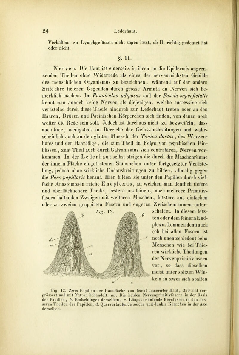 Verhaltens zu Lymphgefassen nicht sagen lässt, oh H. richtig gedeutet hat oder nicht. §• 11. Nerven. Die Haut ist einerseits in ihren an die Epidermis angren- zenden Thcilen ohne Widerrede als eines der nervenreichsten Gebilde des menschlichen Organismus zu bezeichnen, während auf der andern Seite ihre lieferen Gegenden durch grosse Armuth an Nerven sich be- merklich machen. Im Parmiciilus adiposus und der Fascia st/perjicialis kennt man annoch keine Nerven als diejenigen, welche succcssive sich verästelnd durch diese Theile hindurch zur Lederhaut treten oder an den Haaren, Drüsen und Pacinischen Körperchen sich finden, von denen noch weiter die Rede sein soll. Jedoch ist durchaus nicht zu bezweifeln, dass auch hier, wenigstens im Bereiche der Gefässausbreitungcn und wahr- scheinlich auch an den glatten Muskeln der Tunica dartos, des Warzen- hofes und der Haarbälge, die zum Theil in Folge von psychischen Ein- flüssen , zum Theil auch durch Galvanismus sich contrahiren, Nerven Vor- kommen. In der Leder haut selbst steigen die durch die Maschenräume der innern Fläche eingetretenen Stämmchcn unter fortgesetzter Veräste- lung, jedoch ohne wirkliche Endausbreitungen zu bilden, allmälig gegen die Pars papillaris herauf. Hier bilden sie unter den Papillen durch viel- fache Anastomosen reiche Endplexus, an welchen man deutlich tiefere und oberflächlichere Theile, erstere aus feinen, noch mehrere Primitiv- fasern haltenden Zweigen mit weiteren Maschen, letztere aus einfachen oder zu zweien gruppirten Fasern und engeren Zwischenräumen unter- scheidet. In diesem letz- ten oder dem feinem End- plexus kommen denn auch (ob bei allen Fasern ist noch unentschieden) beim Menschen wie bei Tliic- ren wirkliche Theilungen derNervcnprimitivfascrn vor, so dass dieselben meist unter spitzen Win- keln in zwei sich spalten Fig. 12. Zwei l’apillen der Handfläche von leicht maccrirter Haut, 350 mal ver- grössert und mit Natron behandelt, aa. Die beiden Nerveuprimitivfasern in der liasis der Papillen , b. Endschlingen derselben , r. Längsverlaufende Kernfasern in den äus- seren Thcilen der Papillen, d. Querverlaufende solche uud dunkle Körnchen in der Axe derselben.