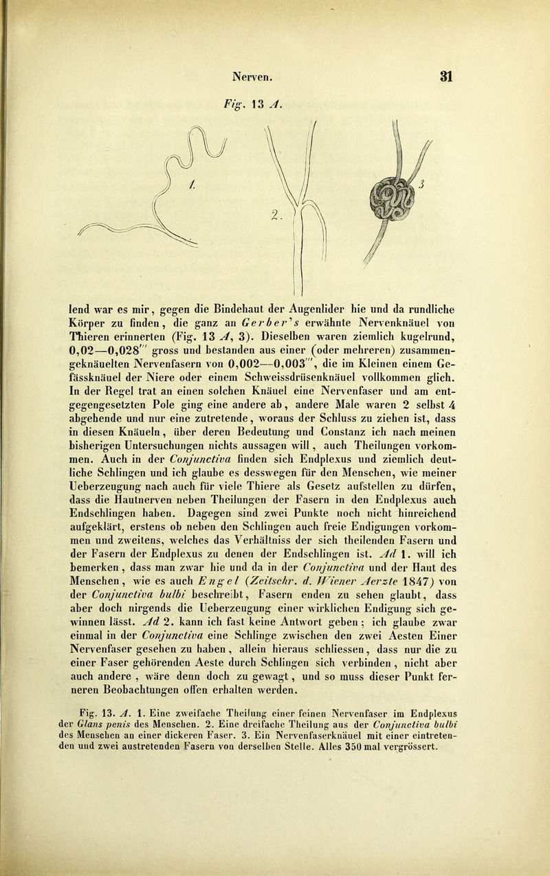 lend war es mir, gegen die Bindehaut der Augenlider hie und da rundliche Körper zu finden, die ganz an Gerber'' s erwähnte Nervenknäuel von Thieren erinnerten (Fig. 13 A, 3). Dieselben waren ziemlich kugelrund, 0,02—0,028’ gross und bestanden aus einer (oder mehreren) zusaminen- geknäuelten Nervenfasern von 0,002—0,003 ’, die im Kleinen einem Ge- fässknäuel der Niere oder einem Schweissdrüsenknäuel vollkommen glich. In der Regel trat an einen solchen Knäuel eine Nervenfaser und am ent- gegengesetzten Pole ging eine andere ah, andere Male waren 2 seihst 4 abgehende und nur eine zutretende, woraus der Schluss zu ziehen ist, dass in diesen Knäueln, über deren Bedeutung und Constanz ich nach meinen bisherigen Untersuchungen nichts aussagen will, auch Theilungen Vorkom- men. Auch in der Conjunctiva finden sich Endplexus und ziemlich deut- liche Schlingen und ich glaube es desswegen für den Menschen, wie meiner Ueberzeugung nach auch für viele Thiere als Gesetz aufstellen zu dürfen, dass die Hautnerven neben Theilungen der Fasern in den Endplexus auch Endschlingen haben. Dagegen sind zwei Punkte noch nicht hinreichend aufgeklärt, erstens ob neben den Schlingen auch freie Endigungen Vorkom- men und zweitens, welches das Verhältniss der sich theilenden Fasern und der Fasern der Endplexus zu denen der Endschlingen ist. Ad 1. will ich bemerken, dass man zwar hie und da in der Conjunctiva und der Haut des Menschen, wie es auch Engel (Zeitschr. d. Wiener Aerzte 1847) von der Conjunctiva bulbi beschreibt, Fasern enden zu sehen glaubt, dass aber doch nirgends die Ueberzeugung einer wirklichen Endigung sich ge- winnen lässt. Ad 2. kann ich fast keine Antwort geben ; ich glaube zwar einmal in der Conjunctiva eine Schlinge zwischen den zwei Aesten Einer Nervenfaser gesehen zu haben , allein hieraus schliessen, dass nur die zu einer Faser gehörenden Aeste durch Schlingen sich verbinden, nicht aber auch andere , wäre denn doch zu gewagt, und so muss dieser Punkt fer- neren Beobachtungen offen erhalten werden. Fig. 13. A. 1. Eine zweifache Theilung einer feinen Nervenfaser im Endplexus der Glans penis des Menschen. 2- Eine dreifache Theilung aus der Conjunctiva bulbi des Menschen an einer dickeren Faser. 3. Ein Nervenfaserkn'äuel mit einer eintreten- den und zwei austretenden Fasern von derselben Stelle. Alles 350 mal vergrössert.