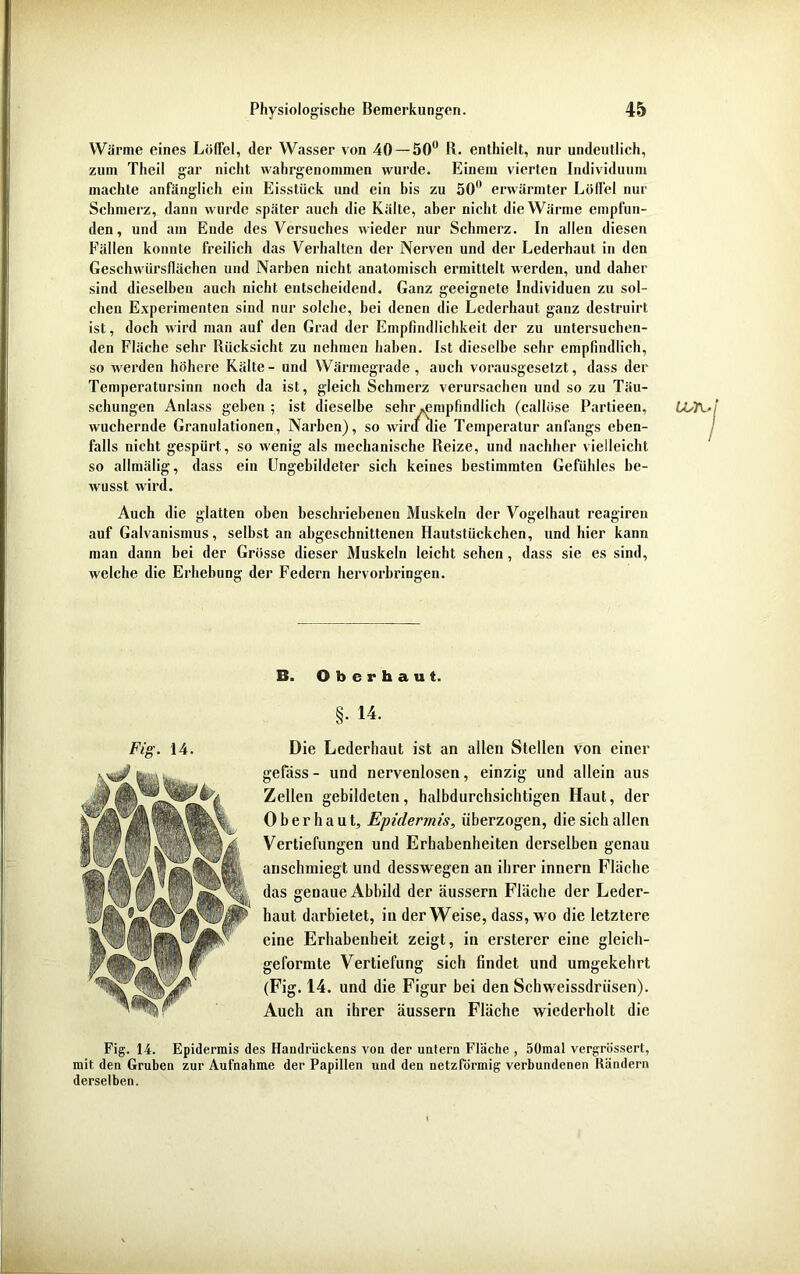 Wärme eines Löffel, der Wasser von 40 — 50° R. enthielt, nur undeutlich, zum Theil gar nicht wahrgenommen wurde. Einem vierten Individuum machte anfänglich ein Eisstiick und ein bis zu 50° erwärmter Löffel nur Schmerz, dann wurde später auch die Kälte, aber nicht die Wärme empfun- den, und am Ende des Versuches wieder nur Schmerz. In allen diesen Fällen konnte freilich das Verhalten der Nerven und der Lederhaut in den Geschwürsllächen und Narben nicht anatomisch ermittelt werden, und daher sind dieselben auch nicht entscheidend. Ganz geeignete Individuen zu sol- chen Experimenten sind nur solche, bei denen die Lederhaut ganz destruirt ist, doch wird man auf den Grad der Empfindlichkeit der zu untersuchen- den Fläche sehr Rücksicht zu nehmen haben. Ist dieselbe sehr empfindlich, so werden höhere Kälte- und Wärmegrade, auch vorausgesetzt, dass der Temperatursinn noch da ist, gleich Schmerz verursachen und so zu Täu- schungen Anlass geben ; ist dieselbe sehr »empfindlich (callöse Partieen, wuchernde Granulationen, Narben), so wird die Temperatur anfangs eben- falls nicht gespürt, so wenig als mechanische Reize, und nachher vielleicht so allmälig, dass ein Ungebildeter sich keines bestimmten Gefühles be- wusst wird. Auch die glatten oben beschriebenen Muskeln der Vogelhaut reagiren auf Galvanismus, selbst an abgeschnittenen Hautstückchen, und hier kann man dann bei der Grösse dieser Muskeln leicht sehen, dass sie es sind, welche die Erhebung der Federn hervorbringen. B. Oberhaut. §. 14. Fig. 14. Die Lederhaut ist an allen Stellen von einer gefäss - und nervenlosen, einzig und allein aus Zellen gebildeten, halbdurchsichtigen Haut, der Oberhaut, Epidermis, überzogen, die sich allen Vertiefungen und Erhabenheiten derselben genau anschmiegt und desswegen an ihrer innern Fläche das genaue Abbild der äussern Fläche der Leder- haut darbietet, in der Weise, dass, wo die letztere eine Erhabenheit zeigt, in ersterer eine gleich- geformte Vertiefung sich findet und umgekehrt (Fig. 14. und die Figur bei den Schweissdriisen). Auch an ihrer äussern Fläche wiederholt die Fig. 14. Epidermis des Handrückens von der untern Fläche , 50mal vergrössert, mit den Gruben zur Aufnahme der Papillen und den netzförmig verbundenen Rändern derselben. LUA
