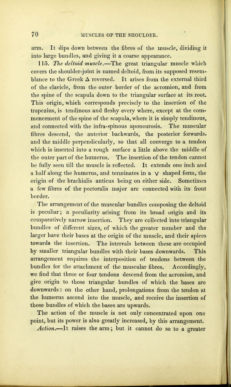 arm. It clips down between the fibres of the muscle, dividing it into large bundles, and giving it a coarse appearance. 115. The deltoid muscle.—The great triangular muscle which covers the shoulder-joint is named deltoid, from its supposed resem- blance to the Greek A reversed. It arises from the external third of the clavicle, from the outer border of the acromion, and from the spine of the scapula down to the triangular surface at its root. This origin, which corresponds precisely to the insertion of the trapezius, is tendinous and fleshy every where, except at the com- mencement of the spine of the scapula, where it is simply tendinous, and connected with the infra-spinous aponeurosis. The muscular fibres descend, the anterior backwards, the posterior forwards* and the middle perpendicularly, so that all converge to a tendon which is inserted into a rough surface a little above the middle of the outer part of the humerus. The insertion of the tendon cannot be fully seen till the muscle is reflected. It extends one inch and a half along the humerus, and terminates in a V shaped form, the origin of the brachialis anticus being on either side. Sometimes a few fibres of the pectoralis major are connected with its front border. The arrangement of the muscular bundles composing the deltoid is peculiar; a peculiarity arising from its broad origin and its comparatively narrow insertion. They are collected into triangular bundles of different sizes, of which the greater number and the larger have their bases at the origin of the muscle, and their apices towards the insertion. The intervals between these are occupied by smaller triangular bundles with their bases downwards. This arrangement requires the interposition of tendons between the bundles for the attachment of the muscular fibres. Accordingly, we find that three or four tendons descend from the acromion, and give origin to those triangular bundles of which the bases are downwards: on the other hand, prolongations from the tendon at the humerus ascend into the muscle, and receive the insertion of those bundles of which the bases are upwards. The action of the muscle is not only concentrated upon one point, but its power is also greatly increased, by this arrangement. Action.—;It raises the arm; but it cannot do so to a greater