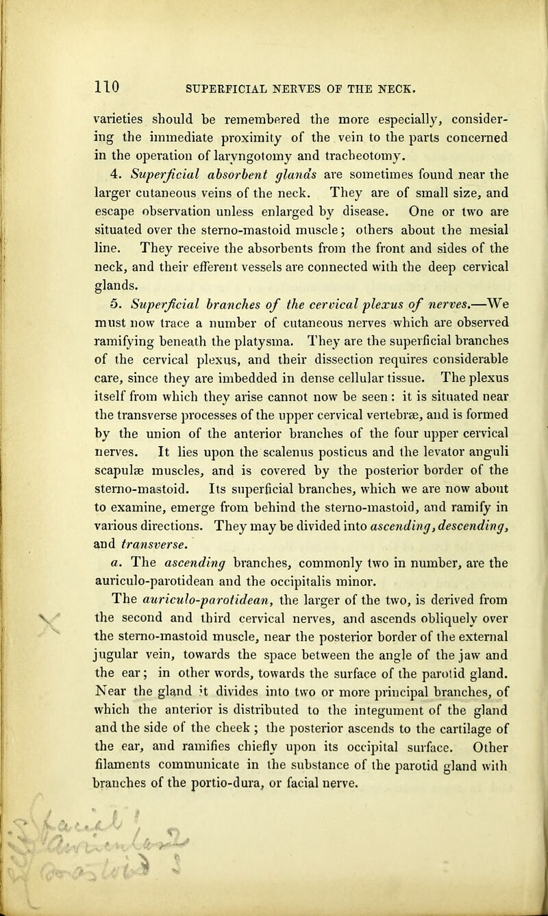 varieties should be remembered the more especially, consider- ing the immediate proximity of the vein to the parts concerned in the operation of larvngotomy and tracheotomy. 4. Superficial absorbent glands are sometimes found near the larger cutaneous veins of the neck. They are of small size, and escape observation unless enlarged by disease. One or two are situated over the sterno-mastoid muscle; others about the mesial line. They receive the absorbents from the front and sides of the neck, and their efferent vessels are connected with the deep cervical glands. 5. Superficial branches of the cervical plexus of nerves.—We must now trace a number of cutaneous nerves which are observed ramifying beneath the platysma. They are the superficial branches of the cervical plexus, and their dissection requires considerable care, since they are imbedded in dense cellular tissue. The plexus itself from which they arise cannot now be seen : it is situated near the transverse processes of the upper cervical vertebrae, and is formed by the union of the anterior branches of the four upper cervical nerves. It lies upon the scalenus posticus and the levator anguli scapulae muscles, and is covered by the posterior border of the sterno-mastoid. Its superficial branches, which we are now about to examine, emerge from behind the sterno-mastoid, and ramify in various directions. They may be divided into ascending, descending, and transverse. a. The ascending branches, commonly two in number, are the auriculo-parotidean and the occipitalis minor. The auriculo-parotidean, the larger of the two, is derived from the second and third cervical nerves, and ascends obliquely over the sterno-mastoid muscle, near the posterior border of the external jugular vein, towards the space between the angle of the jaw and the ear; in other words, towards the surface of the parotid gland. Near the gland ;t divides into two or more principal branches, of which the anterior is distributed to the integument of the gland and the side of the cheek ; the posterior ascends to the cartilage of the ear, and ramifies chiefly upon its occipital surface. Other filaments communicate in the substance of the parotid gland with branches of the portio-dura, or facial nerve.