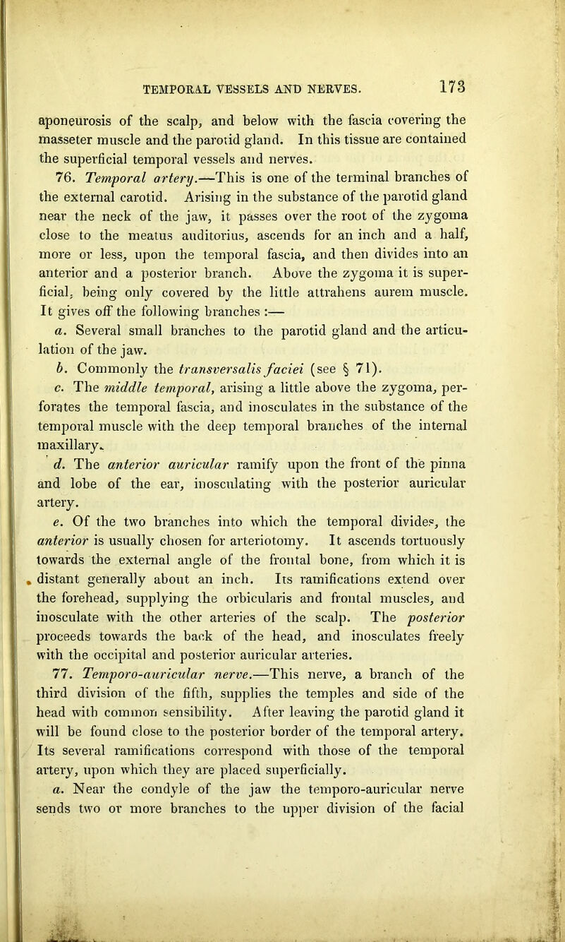 aponeurosis of the scalp, and below with the fascia covering the masseter muscle and the parotid gland. In this tissue are contained the superficial temporal vessels and nerves. 76. Temporal artery.—This is one of the terminal branches of the external carotid. Arising in the substance of the parotid gland near the neck of the jaw, it passes over the root of the zygoma close to the meatus auditorius, ascends for an inch and a half, more or less, upon the temporal fascia, and then divides into an anterior and a posterior branch. Above the zygoma it is super- ficial. being only covered by the little attrahens aurem muscle. It gives off the following branches :— a. Several small branches to the parotid gland and the articu- lation of the jaw. b. Commonly the transversalis faciei (see § 71). c. The middle temporal, arising a little above the zygoma, per- forates the temporal fascia, and inosculates in the substance of the temporal muscle with the deep temporal branches of the internal m axillary., d. The anterior auricular ramify upon the front of the pinna and lobe of the ear, inosculating with the posterior auricular artery. e. Of the two branches into which the temporal divides, the anterior is usually chosen for arteriotomy. It ascends tortuously towards the external angle of the frontal bone, from which it is . distant generally about an inch. Its ramifications extend over the forehead, supplying the orbicularis and frontal muscles, and inosculate with the other arteries of the scalp. The posterior proceeds towards the back of the head, and inosculates freely with the occipital and posterior auricular arteries. 77. Temporo-auricular nerve.—This nerve, a branch of the third division of the fifth, supplies the temples and side of the head with common sensibility. After leaving the parotid gland it w’ill be found close to the posterior border of the temporal artery. Its several ramifications correspond with those of the temporal artery, upon which they are placed superficially. a. Near the condyle of the jaw the temporo-auricular nerve sends two or more branches to the upper division of the facial
