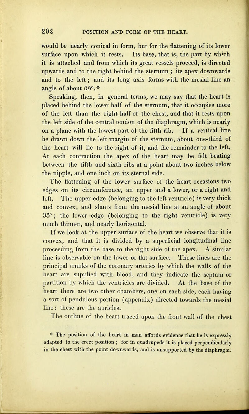 would be nearly conical in form, but for the flattening of its lower surface upon which it rests. Its base, that is, the part by which it is attached and from which its great vessels proceed, is directed upwards and to the right behind the sternum ; its apex downwards and to the left; and its long axis forms with the mesial line an angle of about 55°.* Speaking, then, in general tenns, we may say that the heart is placed behind the lower half of the sternum, that it occupies more of the left than the right half of the chest, and that it rests upon the left side of the central tendon of the diaphragm, which is nearly on a plane with the lowest part of the fifth rib. If a vertical line be drawn down the left margin of the sternum, about one-third of the heart will lie to the right of it, and the remainder to the left. At each contraction the apex of the heart may be felt beating between the fifth and sixth ribs at a point about two inches below the nipple, and one inch on its sternal side. The flattening of the lower surface of the heart occasions two edges on its circumference, an upper and a lower, or a right and left. The upper edge (belonging to the left ventricle) is very thick and convex, and slants from the mesial line at an angle of about 35°; the lower edge (belonging to the right ventricle) is very much thinner, and nearly horizontal. If we look at the upper surface of the heart we observe that it is convex, and that it is divided by a superficial longitudinal line proceeding from the base to the right side of the apex. A similar line is observable on the lower or flat surface. These lines are the principal trunks of the coronary arteries by which the walls of the heart are supplied with blood, and they indicate the septum or partition by which the ventricles are divided. At the base of the heart there are two other chambers, one on each side, each having a sort of pendulous portion (appendix) directed towards the mesial line: these are the auricles. The outline of the heart traced upon the front wall of the chest * The position of the heart in man affords evidence that he is expressly adapted to the erect position ; for in quadrupeds it is placed perpendicularly in the chest with the point downwards, and is unsupported by the diaphragm.
