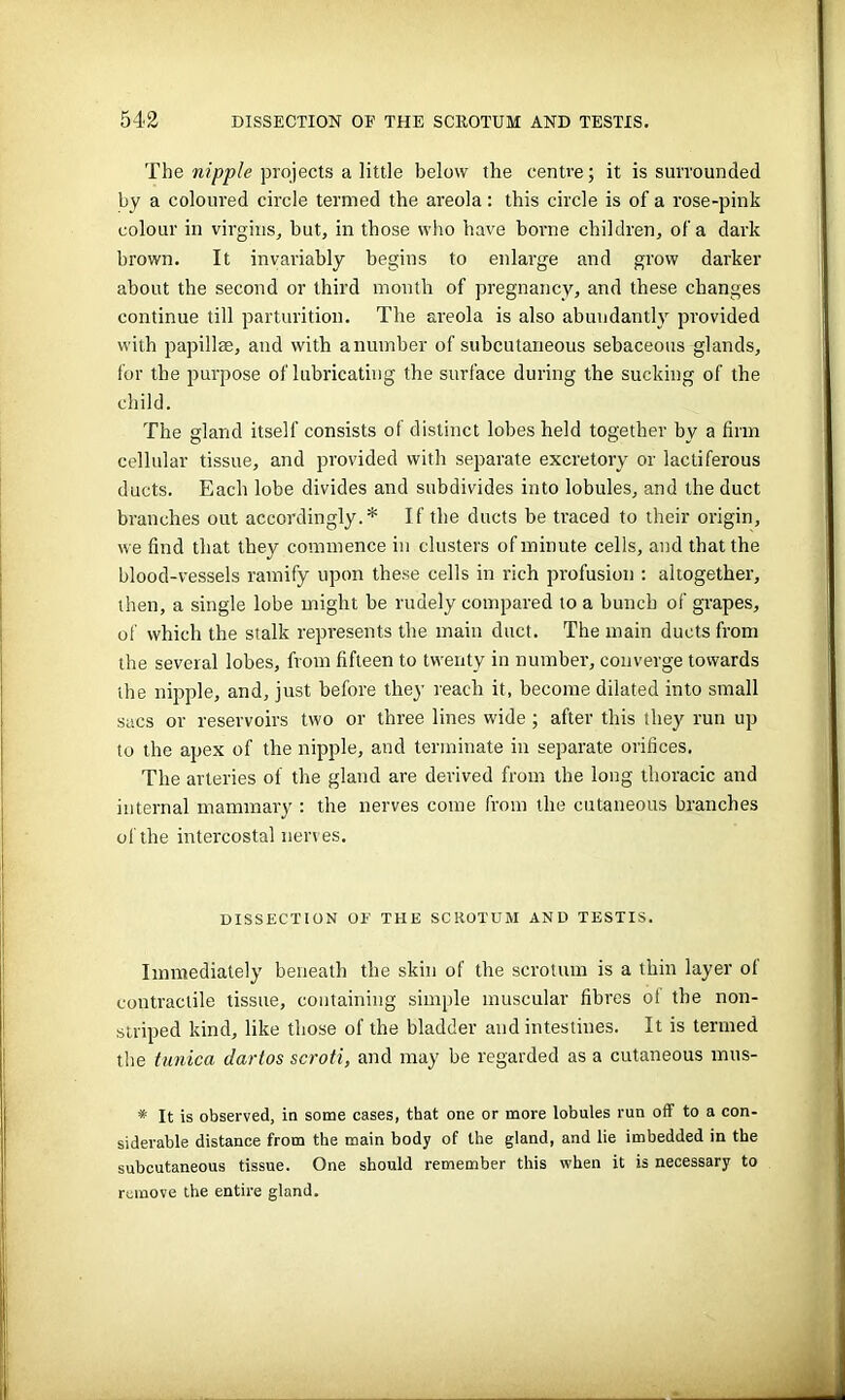 The nipple projects a little below the centre; it is surrounded by a coloured circle termed the areola: this circle is of a rose-pink colour in virgins, but, in those who have borne children, of a dark brown. It invariably begins to enlarge and grow darker about the second or third month of pregnancy, and these changes continue till parturition. The areola is also abundantly provided with papillae, and with a number of subcutaneous sebaceous glands, for the purpose oflubricating the surface during the sucking of the child. The gland itself consists of distinct lobes held together by a firm cellular tissue, and provided with separate excretory or lactiferous ducts. Each lobe divides and subdivides into lobules, and the duct branches out accordingly.* If the ducts be traced to their origin, we find that they commence in clusters of minute cells, and that the blood-vessels ramify upon these cells in rich profusion : altogether, then, a single lobe might be rudely compared to a bunch of grapes, of which the stalk represents the main duct. The main ducts from the several lobes, from fifteen to twenty in number, converge towards the nipple, and, just before they reach it, become dilated into small sacs or reservoirs two or three lines wide ; after this they run up to the apex of the nipple, and terminate in separate orifices. The arteries of the gland are derived from the long thoracic and internal mammary : the nerves come from the cutaneous branches of the intercostal nerves. DISSECTION OF THE SCROTUM AND TESTIS. Immediately beneath the skin of the scrotum is a thin layer ol contractile tissue, containing simple muscular fibres of the non- striped kind, like those of the bladder and intestines. It is termed the tunica dartos scroti, and may be regarded as a cutaneous mits- * It is observed, in some cases, that one or more lobules run off to a con- siderable distance from the main body of the gland, and lie imbedded in the subcutaneous tissue. One should remember this when it is necessary to remove the entire gland.