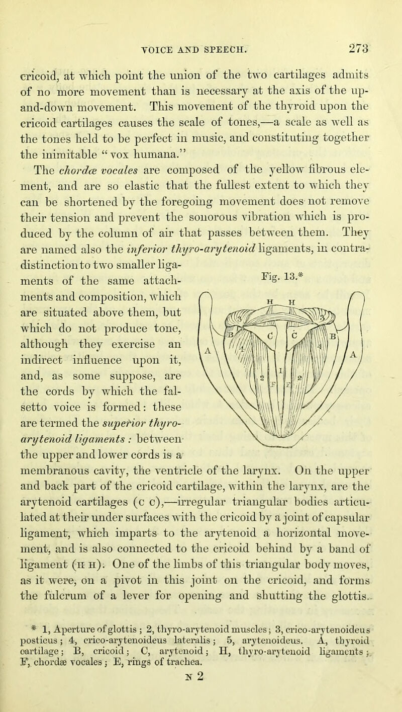 cricoid, at which point the union of the two cartilages admits of no more movement than is necessary at the axis of the up- and-down movement. This movement of the thyroid upon the cricoid cartilages causes the scale of tones,—a scale as well as the tones held to he perfect in music, and constituting together the inimitable “vox humana.” The chordae vocales are composed of the yellow fibrous ele- ment, and are so elastic that the fullest extent to which they can be shortened by the foregoing movement does not remove their tension and prevent the sonorous vibration which is pro- duced by the column of air that passes between them. They are named also the inferior thyro-arytenoid ligaments, in contra- distinction to two smaller liga- ments of the same attach- ments and composition, which are situated above them, but which do not produce tone, although they exercise an indirect influence upon it, and, as some suppose, are the cords by which the fal- setto voice is formed: these are termed the superior thyro- arytenoid ligaments: between- the upper and lower cords is a membranous cavity, the ventricle of the larynx. On the upper and back part of the cricoid cartilage, within the larynx, are the arytenoid cartilages (c c),—irregular triangular bodies articu- lated at them under surfaces with the cricoid by a joint of capsular ligament, which imparts to the arytenoid a horizontal move- ment, and is also connected to the cricoid behind by a band of ligament (11 pi). One of the limbs of this triangular body moves, as it were, on a pivot in this joint on the cricoid, and forms the fulcrum of a lever for opening and shutting the glottis. * 1, Aperture of glottis ; 2, tliyro-arytenoid muscles; 3, crico-arytenoideus posticus; 4, crico-arytenoideus lateralis; 5, arytenoideus. A, thyroid oartilage; B, cricoid; C, arytenoid; H, tliyro-arytenoid ligaments; F, chordae vocales ; E, rings of trachea. N 2