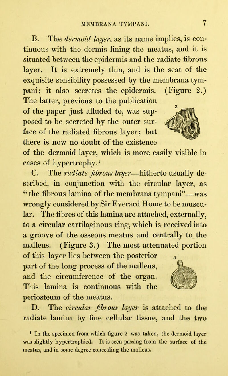 B. The dermoid layer, as its name implies, is con- tinuous with the dermis lining the meatus, and it is situated between the epidermis and the radiate fibrous layer. It is extremely thin, and is the seat of the exquisite sensibility possessed by the membrana tyni- pani; it also secretes the epidermis. (Figure 2.) The latter, previous to the publication of the paper just alluded to, was sup- sur- face of the radiated fibrous layer; but there is now no doubt of the existence of the dermoid layer, which is more easily visible in cases of hypertrophy. ‘ C. The radiate fibrous layer—hitherto usually de- scribed, in conjunction with the circular layer, as “ the fibrous lamina of the membrana tympani”—was wrongly considered by Sir Everard Flome to be muscu- lar. The fibres of this lamina are attached, externally, to a circular cartilaginous ring, which is received into a groove of the osseous meatus and centrally to the malleus. (Figure 3.) The most attenuated portion of this layer lies between the posterior part of the long process of the malleus, and the circumference of the organ. This lamina is continuous with the periosteum of the meatus. D. The circular fibrous layer is attached to the radiate lamina by fine cellular tissue, and the two 1 In the specimen from which figure 2 was taken, the dermoid layer v/as slightly hypertrophied. It is seen passing from the surface of the meatus, and in some degree concealing the malleus. posed to be secreted by the outer