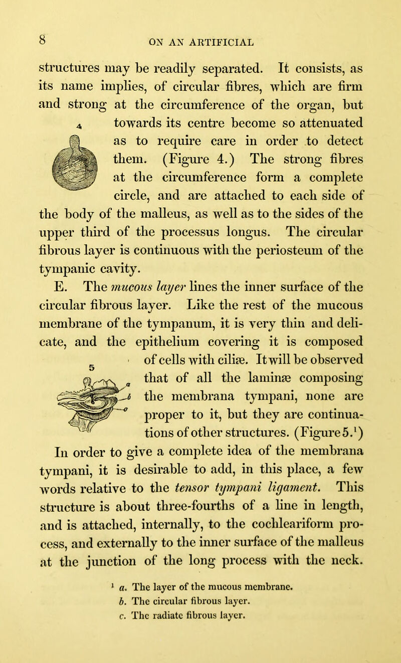 structures may be readily separated. It consists, as its name implies, of circular fibres, wliicli are firm and strong at tbe circumference of the organ, but towards its centre become so attenuated as to require care in order to detect them. (Figure 4.) Tbe strong fibres at the circumference form a complete circle, and are attached to each side of the body of the malleus, as well as to the sides of the upper third of the processus longus. The circular fibrous layer is continuous with the periosteum of the tympanic cavity. E. The mucous layer lines the mner surface of the circular fibrous layer. Like the rest of the mucous membrane of the tympanum, it is very thin and deli- cate, and the epithelium covering it is composed of cells with cilise. It will be observed 5 #that of all the lamime composing the membrana tympani, none are ^ proper to it, but they are continua- tions of other structures. (Figure 5,*) In order to give a complete idea of the membrana tympani, it is desirable to add, in this place, a few words relative to the tensor tympani ligament. This structure is about three-fourths of a line in length, and is attached, internally, to the cochlearifonn pro- cess, and externally to the inner surface of the malleus at the junction of the long process with the neck. * a. The layer of the mucous membrane. b. The circular fibrous layer, c. The radiate fibrous layer.