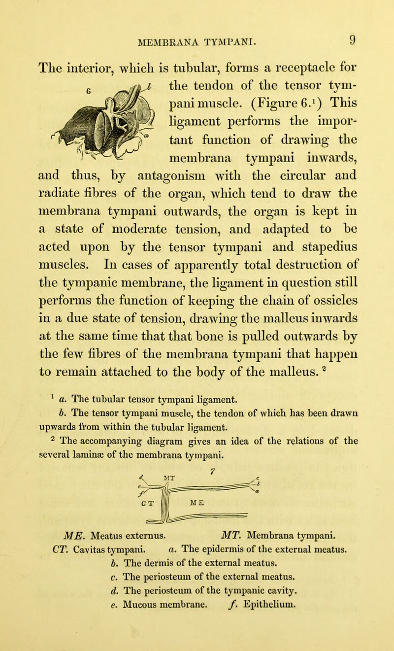 Tlie interior, wliicli is tubular, forms a receptacle for the tendon of the tensor tym- paiii muscle. (Figure 6.•) This ligament performs the impor- tant fimction of drawing the membrana tympani inwards, and thus, by antagonism with the circular and radiate fibres of the organ, which tend to draw the membrana tympani outwards, the organ is kept in a state of moderate tension, and adapted to be acted upon by the tensor tympani and stapedius muscles. In cases of apparently total destmction of the tympanic membrane, the ligament in question still performs the function of keeping the chain of ossicles in a due state of tension, drawing the malleus inwards at the same time that that bone is pulled outwards by the few fibres of the membrana tympani that happen to remain attached to the body of the malleus. ® * a. The tubular tensor tympani ligament. h. The tensor tympani muscle, the tendon of which has been drawn upwards from within the tubular ligament. 2 The accompanying diagram gives an idea of the relations of the several laminse of the membrana tympani. ME. Meatus externus. MT. Membrana tympani. CT. Cavitas tympani. a. The epidermis of the external meatus. h. The dermis of the external meatus. c. The periosteum of the external meatus. d. The periosteum of the tympanic cavity. e. Mucous membrane. f. Epithelium.