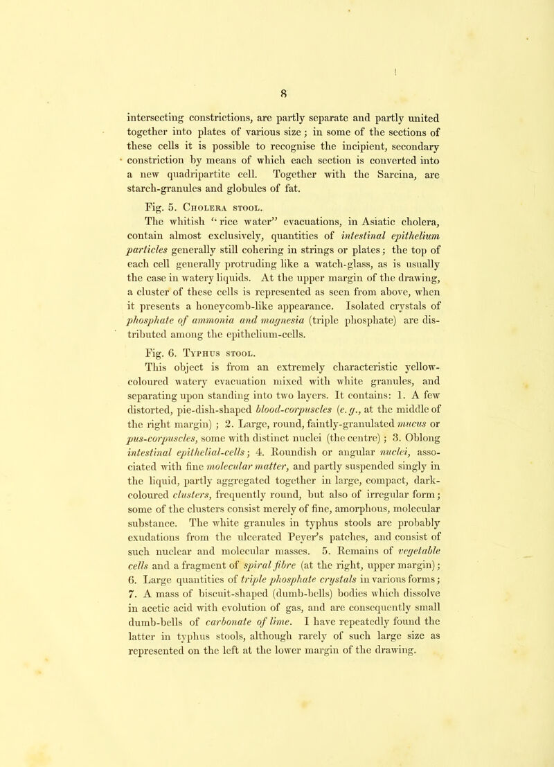 8 intersecting constrictions, are partly separate and partly united together into plates of various size; in some of the sections of these cells it is possible to recognise the incipient, secondary constriction by means of which each section is converted into a new quadripartite cell. Together with the Sarcina, are starch-granules and globules of fat. Fig. 5. Cholera stool. The whitish “ rice water” evacuations, in Asiatic cholera, contain almost exclusively, quantities of intestinal epithelium particles generally still cohering in strings or plates; the top of each cell generally protruding like a watch- glass, as is usually the case in watery liquids. At the upper margin of the drawing, a cluster of these cells is represented as seen from above, when it presents a honeycomb-like appearance. Isolated crystals of phosphate of ammonia and magnesia (triple phosphate) are dis- tributed among the epithelium-cells. Fig. 6. Typhus stool. This object is from an extremely characteristic yellow- coloured watery evacuation mixed with white granules, and separating upon standing into two layers. It contains: 1. A few distorted, pie-dish-shaped blood-corpuscles (e. g., at the middle of the right margin) ; 2. Large, round, faintly-granulated mucus or pus-corpuscles, some with distinct nuclei (the centre); 3. Oblong intestinal epithelial-cells; 4. Roundish or angular nuclei, asso- ciated with fine molecular matter, and partly suspended singly in the liquid, partly aggregated together in large, compact, dark- coloured clusters, frequently round, hut also of irregular form; some of the clusters consist merely of fine, amorphous, molecular substance. The white granules in typhus stools are probably exudations from the ulcerated Peyer’s patches, and consist of such nuclear and molecular masses. 5. Remains of vegetable cells and a fragment of spiral fibre (at the right, upper margin); 6. Large quantities of triple phosphate crystals in various forms; 7. A mass of biscuit-shaped (dumb-bells) bodies which dissolve in acetic acid with evolution of gas, and are consequently small dumb-bells of carbonate of lime. I have repeatedly found the latter in typhus stools, although rarely of such large size as represented on the left at the lower margin of the drawing.