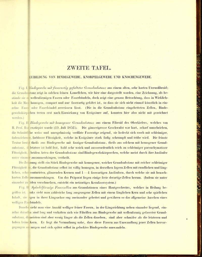 EUBILDUNG VON BINDEGEWEBE, KNORPELGEWEBE UND KNOCHENGEWEBE. Fig. I. 3 indegewehe mit faserartig gefalteter Grundsubstanz aus einem alten, sehr harten Uterusfibroid; die Grundsustanz zeigt in solchen feinen Lamellchen, wie hier eine dargestellt worden, eine Zeichnung, als be- stände sie at wellenförmigen Fasern oder Faserbündeln, doch zeigt eine genaue Betrachtung, dass in Wirklich- keit die Mas homogen, compact und nur faserartig gefaltet ist, so dass sie sich nicht einmal künstlich in ein- zelne Fasei oder Faserbündel zerreissen lässt. (Die in die Grundsubstanz eingebetteten Zellen, Binde- gewebskörpi eben treten erst nach Einwirkung von Essigsäure auf, konnten hier also nicht mit gezeichnet werden.) Fig. I Bindegewebe mit homogener Grundsubstanz aus einem Fibroid des Oberkiefers, welches von H. Prof. Bai exstirpirt wurde (19. Juli 1852.). Die gänseeigrosse Geschwulst war hart, scharf umschrieben, die Schnittfl he weiss und unregelmässig verfilzte Faserzüge zeigend, sie bedeckt sich rasch mit schleimiger, lädenziehencr, farbloser Flüssigkeit, welche in Essigsäure stark fadig schrumpft und trübe wird. Die feinste Textur besfi t theils aus Bindegewebe mit fasriger Grundsubstanz, theils aus solchem mit homogener Grund- substanz, d letztere ist bald fest, bald sehr weich und ausserordentlich reich an schleimiger parenchymatöser Flüssigkeit, i beiden Arten der Grundsubstanz sind Bindegewcbskürpcrchen, welche meist durch ihre Ausläufer unter einan r Zusammenhängen, vertheilt. Die Ze nung stellt ein Stück Bindegewebe mit homogener, weicher Grundsubstanz mit reicher schleimiger Flüssigkeit t r, die Grundsubstanz seihst ist völlig homogen, in derselben lagern Zellen mit rundlichen und läng- lichen, schai conturirten, glänzenden Kernen und 1—4 faserartigen Ausläufern, durch welche sie mit benach- barten Zelle Zusammenhängen. Um das Präparat liegen einige freie derartige Zellen herum. (Indem sie unter einander zu'äden verschmelzen, entsteht ein netzartiges Kernfasersystem.) Fig. II Spindelförmige Faser zellen aus Granulationen eines Ilautgeschwürs, welches in Heilung be- griffen isl. inks sieht man zahlreiche lang ausgezogene Zellen mit einem länglichen Kern und sehr spärlichen Inhalt, sie egen in ihrer Längsachse eng aneinander gebettet und gewähren so das allgemeine Ansehen eines welligen Fasrbündels. Danebe sieht man eine Anzahl welliger feiner Fasern, in der Längsrichtung neben einander liegend, ein- zelne dersel n sind lang und verhalten sich wie Fibrillen aus Bindegewebe mit wellenförmig gefaserter Grund- substanz, di meisten sind aber wenig länger als die Zellen daneben, sind aber schmäler als die letzteren und haben keine Kern. Es liegt die Vermulhung nahe, dass diese Fasern aus Umwandlung jener Zellen hervor- gegangen sei mögen und sich später seihst in gelocktes Bindegewebe umwandeln.