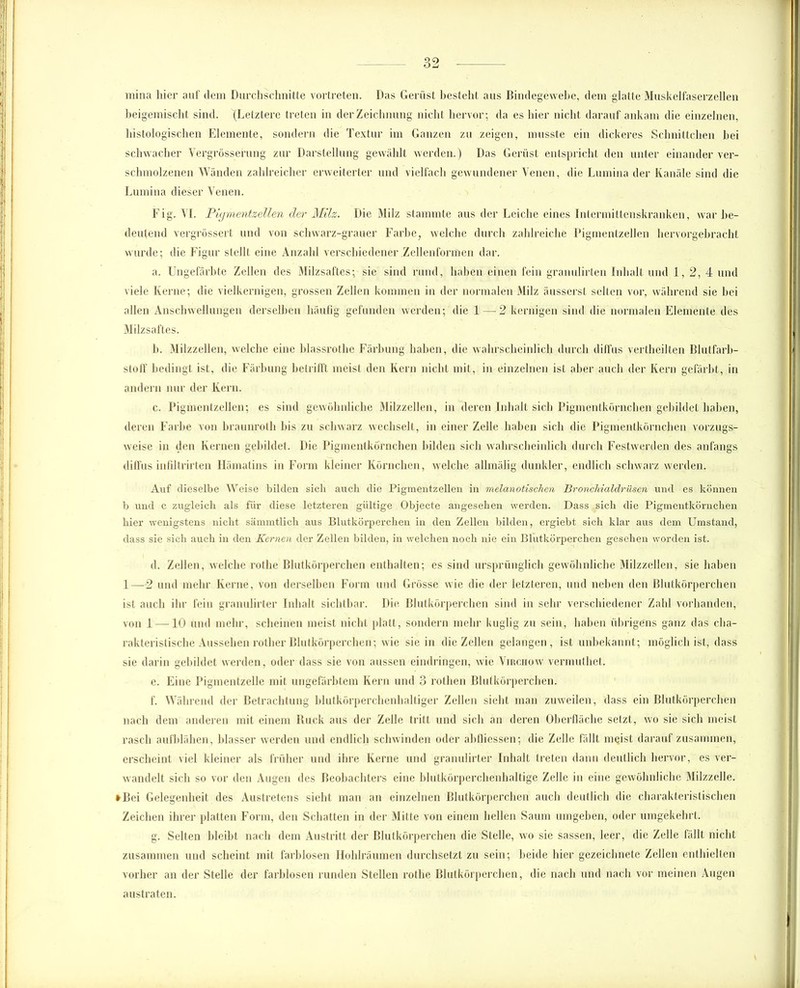 Q9 — O mina liier auf dem Durchschnitte vortreten. Das Gerüst besteht aus Bindegewebe, dem glatte Muskelfaserzellen beigemischt sind. '(Letztere treten in der Zeichnung nicht hervor; da es hier nicht darauf ankam die einzelnen, histologischen Elemente, sondern die Textur im Ganzen zu zeigen, musste ein dickeres Schnittchen bei schwacher Vergrösserung zur Darstellung gewählt werden.) Das Gerüst entspricht den unter einander ver- schmolzenen Wänden zahlreicher erweiterter und vielfach gewundener Venen, die Lumina der Kanäle sind die Lumina dieser Venen. Fig. VI. Pigmentzellen der Milz. Die Milz stammte aus der Leiche eines Intermittehskranken, war be- deutend vergrössert und von schwarz-grauer Farbe, welche durch zahlreiche Pigmentzellen hervorgebracht wurde; die Figur stellt eine Anzahl verschiedener Zellenformen dar. a. Ungefärbte Zellen des Milzsaftes; sie sind rund, haben einen fein granulirten Inhalt und 1, 2, 4 und viele Kerne; die vielkernigen, grossen Zellen kommen in der normalen Milz äusserst selten vor, während sie bei allen Anschwellungen derselben häufig gefunden werden; die 1 — 2 kernigen sind die normalen Elemente des Milzsaftes. b. Milzzellen, welche eine hlassrothe Färbung haben, die wahrscheinlich durch diffus vertheilten Blutfarb- stoff bedingt ist, die Färbung betrifft meist den Kern nicht mit, in einzelnen ist aber auch der Kern gefärbt, in andern nur der Kern. c. Pigmentzellen; es sind gewöhnliche Milzzellen, in deren Inhalt sich Pigmentkörnchen gebildet haben, deren Farbe von braunroth bis zu schwarz wechselt, in einer Zelle haben sich die Pigmentkörnchen vorzugs- weise in den Kerrien gebildet. Die Pigmentkörnchen bilden sich wahrscheinlich durch Festwerden des anfangs diffus infillrirten Hämatins in Form kleiner Körnchen, welche allmälig dunkler, endlich schwarz werden. Auf dieselbe Weise bilden sich auch die Pigmentzellen in melanotischen Bronchialdrüsen und es können b und c zugleich als für diese letzteren gültige Objecte angesehen werden. Dass sich die Pigmentkörnchen hier wenigstens nicht sämmtlich aus Blutkörperchen in den Zellen bilden, ergiebt sich klar aus dem Umstand, dass sie sich auch in den Kernen der Zellen bilden, in welchen noch nie ein Blutkörperchen gesehen worden ist. d. Zellen, welche rothe Blutkörperchen enthalten; es sind ursprünglich gewöhnliche Milzzellen, sie haben 1—2 und mehr Kerne, von derselben Form und Grösse wie die der letzteren, und neben den Blutkörperchen ist auch ihr fein granulirter Inhalt sichtbar. Die Blutkörperchen sind in sehr verschiedener Zahl vorhanden, von 1 —10 und mehr, scheinen meist nicht platt, sondern mehr kuglig zu sein, haben übrigens ganz das cha- rakteristische Aussehen rotlicr Blutkörperchen; wie sie in die Zellen gelangen, ist unbekannt; möglich ist, dass sie darin gebildet werden, oder dass sie von aussen eindringen, wie Virchow vermuthet. e. Eine Pigmentzelle mit ungefärbtem Kern und 3 rothen Blutkörperchen. f. Während der Betrachtung blutkörperchenhaltiger Zellen sieht man zuweilen, dass ein Blutkörperchen nach dem anderen mit einem Ruck aus der Zelle tritt und sich an deren Oberfläche setzt, wo sie sich meist rasch aufblähen, blasser werden und endlich schwinden oder abfliessen; die Zelle fällt meist darauf zusammen, erscheint viel kleiner als früher und ihre Kerne und granulirter Inhalt treten dann deutlich hervor, es ver- wandelt sich so vor den Augen des Beobachters eine blutkörperchenhaltige Zelle in eine gewöhnliche Milzzelle. »Bei Gelegenheit des Austretens sieht man an einzelnen Blutkörperchen auch deutlich die charakteristischen Zeichen ihrer platten Form, den Schatten in der Mitte von einem hellen Saum umgeben, oder umgekehrt. g. Selten bleibt nach dem Austritt der Blutkörperchen die Stelle, wo sie sassen, leer, die Zelle fällt nicht zusammen und scheint mit farblosen Hohlräumen durchsetzt zu sein; beide hier gezeichnete Zellen enthielten vorher an der Stelle der farblosen runden Stellen rothe Blutkörperchen, die nach und nach vor meinen Augen austraten.