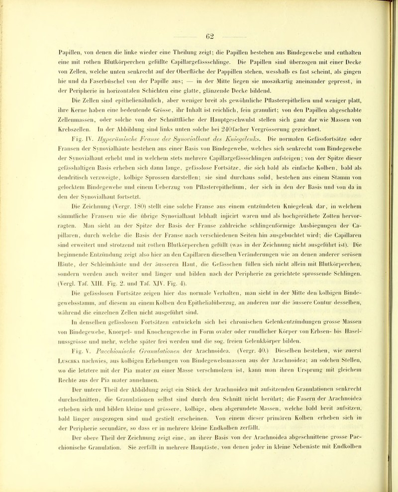Papillen, von denen die linke wieder eine Theilung zeigt; die Papillen bestehen aus Bindegewebe und enthalten eine mit rothen Blutkörperchen gefüllte Capillargefässschlinge. Die Papillen sind überzogen mit einer Decke von Zellen, welche unten senkrecht auf der Oberfläche der Pappillen stehen, wesshalb es fast scheint, als gingen hie und da Faserbüschel von der Papille aus; — in der Mitte liegen sie mosaikartig aneinander gepresst, in der Peripherie in horizontalen Schichten eine glatte, glänzende Decke bildend. Die Zellen sind epithelienähnlich, aber weniger breit als gewöhnliche Pflasterepithelien und weniger platt, ihre Kerne haben eine bedeutende Grösse, ihr Inhalt ist reichlich, fein granulirt; von den Papillen abgeschabte Zellenmassen, oder solche von der Schnittfläche der Hauptgeschwulst stellen sich ganz dar wie Massen von Krebszellen. In der Abbildung sind links unten solche bei 240fächer Vergrösserung gezeichnet. Fig. IV. Hyper ämisclie Franse der Synovialhaut des Kniegelenks. Die normalen Gefässfortsätze oder Fransen der Synovialhäute bestehen aus einer Basis von Bindegewebe, welches sich senkrecht vom Bindegewebe der Synovialhaut erhebt und in welchem stets mehrere Capillargefässschlingen aufsteigen; von der Spitze dieser gefässhaltigen Basis erheben sich dann lange, gefässlose Fortsätze, die sich bald als einfache Kolben, bald als dendritisch verzweigte, kolbige Sprossen darstellen; sic sind durchaus solid, bestehen aus einem Stamm von gelocktem Bindegewebe und einem Ueberzug von Pflasterepithelium, der sich in den der Basis und von da in den der Synovialhaut fortsetzt. Die Zeichnung (Vergr. 180) stellt eine solche Franse aus einem entzündeten Kniegelenk dar, in welchem sännntliche Fransen wie die übrige Synovialhaut lebhaft injicirt waren und als hochgeröthete Zotten hervor- ragten. Man siebt an der Spitze der Basis der Franse zahlreiche schlingenförmige Ausbiegungen der Ca- pillaren, durch welche die Basis der Franse nach verschiedenen Seiten hin ausgebuchtet wird; die Capillaren sind erweitert und strotzend mit rothen Blutkörperchen gefüllt (was in der Zeichnung nicht ausgeführt ist). Die beginnende Entzündung zeigt also liier an den Capillaren dieselben Veränderungen wie an denen anderer serösen Häute, der Schleimhäute und der äusseren Haut, die Gefässchen füllen sich nicht allein mit Blutkörperchen, sondern werden auch weiter und länger und bilden nach der Peripherie zu gerichtete sprossende Schlingen. (Vergl. Taf. XIII. Fig. 2. und Taf. XIV. Fig. 4). Die gefässlosen Fortsätze zeigen liier das normale Verhalten, man siebt in der Mitte den kolbigen Binde- gew ebsstamm, auf diesem an einem Kolben den Epithelialüberzug, an anderen nur die äussere Contur desselben, während die einzelnen Zellen nicht ausgeführt sind. In denselben gefässlosen Fortsätzen entwickeln sich bei chronischen Gelenkentzündungen grosse Massen von Bindegewebe, Knorpel- und Knochengewebe in Form ovaler oder rundlicher Körper von Erbsen- bis Hasel- nussgrösse und mehr, welche später frei w erden und die sog. freien Gelenkkörper bilden. Fig. \. Pacchionische Granulationen der Arachnoidea. (Vergr. 40.) Dieselben bestehen, wie zuerst Luschka nachwies, aus kolbigen Erhebungen von Bindegewebsmassen aus der Arachnoidea; an solchen Stellen, wo die letztere mit der Pia mater zu einer Masse verschmolzen ist, kann man ihren Ursprung mit gleichem liechte aus der Pia mater annehmen. Der untere Tlieil der Abbildung zeigt ein Stück der Arachnoidea mit aufsitzenden Granulationen senkrecht durchschnitten, die Granulationen selbst sind durch den Schnitt nicht berührt; die Fasern der Arachnoidea erheben sich und bilden kleine und grössere, kolbige, oben abgerundete Massen, welche bald breit aufsitzen, bald länger ausgezogen sind und gestielt erscheinen. Von einem dieser primären Kolben erheben sich in der Peripherie secundäre, so dass er in mehrere kleine Endkolben zerfällt. Der obere Tlieil der Zeichnung zeigt eine, an ihrer Basis von der Arachnoidea abgeschnittene grosse Pac- chionische Granulation. Sie zerfällt in mehrere Hauptäste, von denen jeder in kleine Nebenäste mit Endkolben