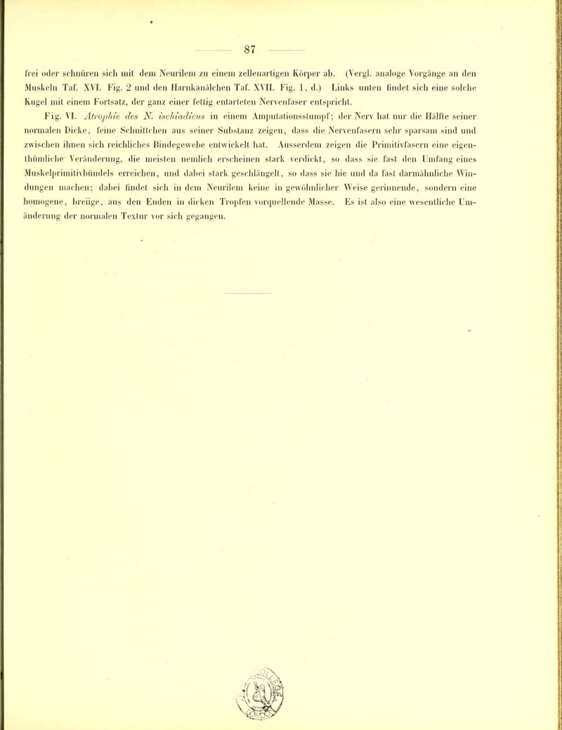 frei oder schnüren sich mit dem Neurilem zu einem zellenartigen Körper ah. (Vergl. analoge Vorgänge an den Muskeln Taf. XVI. Fig. 2 und den Harnkanälchen Taf. XVII. Fig. 1, d.) Links unten findet sich eine solche Kugel mit einem Fortsatz, der ganz einer fettig entarteten Nervenfaser entspricht. Fig. VI. Atrophie des N. ischiadicus in einem Amputationsstumpf; der Nerv hat nur die Hälfte seiner normalen Dicke, feine Schnittchen aus seiner Substanz zeigen, dass die Nervenfasern sehr sparsam sind und zwischen ihnen sich reichliches Bindegewebe entwickelt hat. Ausserdem zeigen die Primitivfasern eine eigen- thümliche Veränderung, die meisten nemlich erscheinen stark verdickt, so dass sie fast den Umfang eines Muskelprimitivbündels erreichen, und dabei stark geschlängelt, so dass sie hie und da fast darmähnliche Win- dungen machen; dabei findet sich in dem Neurilem keine in gewöhnlicher Weise gerinnende, sondern eine homogene, breiige, aus den Enden in dicken Tropfen vorquellende Masse. Es ist also eine wesentliche Um- änderung der normalen Textur vor sich gegangen. ...07N