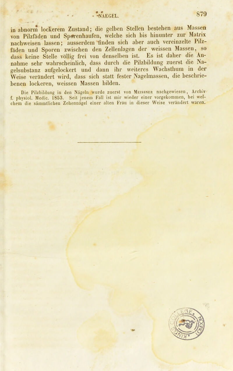 • » - -NAEGEL. in abnorm lockerem Zustand; die gelben Stellen bestehen aus Massen von Pilzfaden und Sporenhaufen, welche sich bis hinunter zur Matrix nachweisen lassen; ausserdem finden sich aber auch vereinzelte Pilz- fäden und Sporen zwischen den Zellenlagen der weissen Massen, so dass keine Stelle völlig frei von denselben ist. Es ist daher die An- nahme sehr wahrscheinlich, dass durch die Pilzbildung zuerst die Na- gelsubstanz aufgelockert und dann ihr weiteres Wachsthum in der Weise verändert wird, dass sich statt fester Nagelmassen, die beschrie- benen lockeren, weissen Massen bilden. Die Pilzbildung in den Nägeln wurde zuerst von Meissner nachgewicsen, Archiv f. physiol. Medic. 1853. Seit jenem Fall ist mir wieder einer vorgekommen, bei wel- chem die sämmtlichen Zehennägel einer alten Frau in dieser Weise verändert waren.