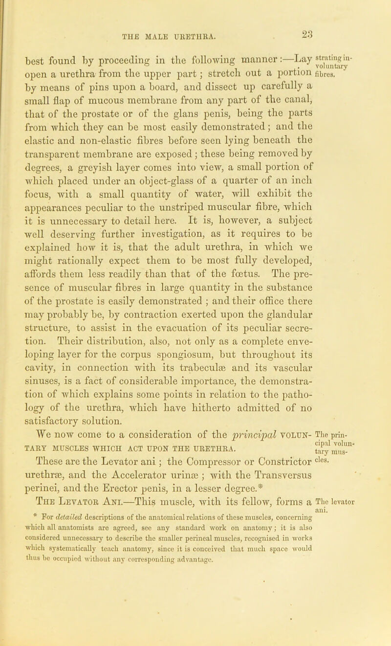 best found by proceeding in the following manner:—Lay ' open a urethra from the upper part; stretch out a portion fibres, by means of pins upon a board, and dissect up carefully a small flap of mucous membrane from any part of the canal, that of the prostate or of the glans penis, being the parts from which they can be most easily demonstrated ; and the elastic and non-elastic fibres before seen lying beneath the transparent membrane are exposed ; these being removed by degrees, a greyish layer comes into view, a small portion of which placed under an object-glass of a quarter of an inch focus, with a small quantity of water, will exhibit the appearances peculiar to the unstriped muscular fibre, which it is unnecessary to detail here. It is, however, a subject well deserving further investigation, as it requires to be explained how it is, that the adult urethra, in which we might rationally expect them to be most fully developed, afibrds them less readily than that of the foetus. The pre- sence of muscular fibres in large quantity in the substance of the prostate is easily demonstrated ; and their office there may probably be, by contraction exerted upon the glandular structure, to assist in the evacuation of its peculiar secre- tion. Their distribution, also, not only as a complete enve- loping layer for the corpus spongiosum, but throughout its cavity, in connection with its trabeculae and its vascular sinuses, is a fact of considerable importance, the demonstra- tion of which explains some points in relation to the patho- logy of the urethra, which have hitherto admitted of no satisfactory solution. We now come to a consideration of the principal volun- tary MUSCLES WHICH ACT UPON THE URETHRA. These are the Levator ani; the Compressor or Constrictor urethrae, and the Accelerator urinae ; with the Transversus perinei, and the Erector penis, in a lesser degree.* The Levator Ani.—This muscle, with its fellow, forms a The levator ani. * For detailed descriptions of the anatomical relations of these muscles, concerning which all anatomists are agreed, see any standard work on anatomy; it is also considered unnecessary to describe the smaller perineal muscles, recognised in works which systematically teach anatomy, since it is conceived that much space would thus be occupied without any corresponding advantage. The prin- cipal volun- tary mus- cles.