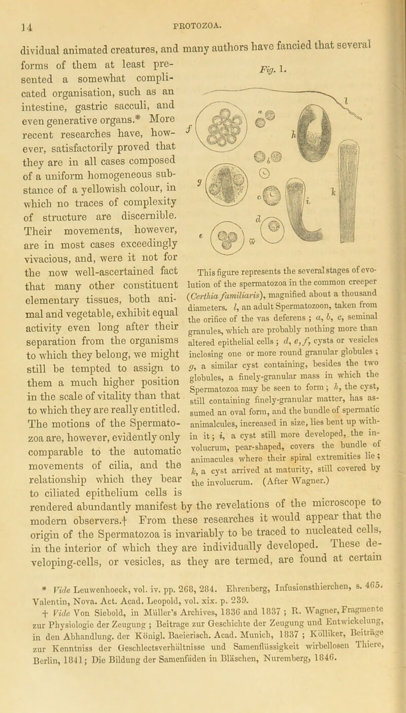 dividual animated creatures, and many authors have fancied that several forms of them at least pre- sented a somewhat compli- cated organisation, such as an intestine, gastric sacculi, and even generative organs * More recent researches have, how- ever, satisfactorily proved that they are in all cases composed of a uniform homogeneous sub- stance of a yellowish colour, in which no traces of complexity of structure are discernible. Their movements, however, are in most cases exceedingly vivacious, and, were it not for the now well-ascertained fact that many other constituent elementary tissues, both ani- mal and vegetable, exhibit equal activity even long after their separation from the organisms to which they belong, we might still be tempted to assign to them a much higher position Fig. 1. This figure represents the several stages of evo- lution of the spermatozoa in the common creeper (Certhia familiaris), magnified about a thousand diameters. I, an adult Spermatozoon, taken from the orifice of the vas deferens ; a, b, c, seminal granules, which are probably nothing more than altered epithelial cells ; d, e,f, cysts or vesicles inclosing one or more round granular globules ; g, a similar cyst containing, besides the two globules, a finely-granular mass in which the tnem a mucn niguer tjosiwuu fa ’ , . - ,, . *?. .A , Spermatozoa may be seen to form, tnecjst, in the scale of vitality than that containing finely-granular matter, has as- to which they are really entitled. sume(j an oval form, and the bundle of spermatic animalcules, increased in size, lies bent up with- in it; i, a cyst still more developed, the in- volucrum, pear-shaped, covers the bundle of animacules where their spiral extremities lie; Jc, a cyst arrived at maturity, still covered by the involucrum. (After Wagner.) The motions of the Spermato- zoa are, however, evidently only comparable to the automatic movements of cilia, and the relationship which they bear to ciliated epithelium cells is rendered abundantly manifest by the revelations of the micioscope to modern observers.! From these researches it would appear that the origin of the Spermatozoa is invariably to be traced to nucleated cells, in the interior of which they are individually developed. These de- veloping-cells, or vesicles, as they are termed, are found at ceitain * Vide Leuwenhoeck, vol. iv. pp. 268, 284. Ehrenberg, Infusionsthierchen, s. 465. Valentin, Nova. Act. Acad. Leopold, vol. xix. p. 239. f Vide Von Siebold, in Muller’s Archives, 1836 and 1837 ; R. Wagner, Fragmente zur Physiologic der Zeugung ; Beitrage zur Geschichte der Zeugung und Entwickelung, in den Abhandlung. der Konigl. Baeierisch. Acad. Munich, 1837 ; Kolliker, Beitrage zur Kenntniss der Geschlectsverliiiltnisse und Samenflussigkeit wirbellosen Thiere, Berlin, 1841; Die Bildung der Samenfiiden in Blasclien, Nuremberg, 1846.
