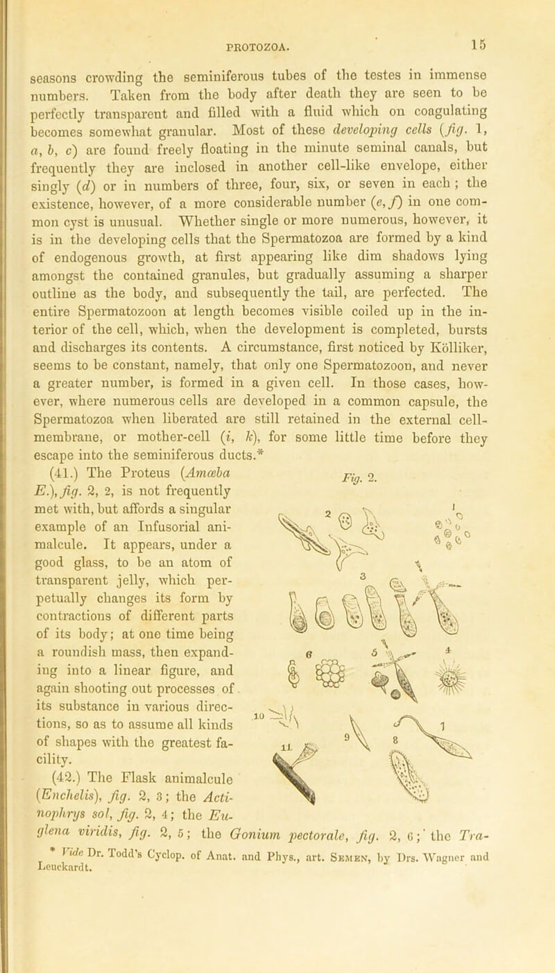 seasons crowding the seminiferous tubes of the testes in immense numbers. Taken from the body after death they are seen to be perfectly transparent and filled with a fluid which on coagulating becomes somewhat granular. Most of these developing cells (fig. 1, a, b, c) are found freely floating in the minute seminal canals, but frequently they are inclosed in another cell-like envelope, either singly (d) or in numbers of three, four, six, or seven in each ; the existence, however, of a more considerable number (e,f) in one com- mon cyst is unusual. Whether single or more numerous, however, it is in the developing cells that the Spermatozoa are formed by a kind of endogenous growth, at first appearing like dim shadows lying amongst the contained granules, but gradually assuming a sharper outline as the body, and subsequently the tail, are perfected. The entire Spermatozoon at length becomes visible coiled up in the in- terior of the cell, which, when the development is completed, bursts and discharges its contents. A circumstance, first noticed by Kolliker, seems to be constant, namely, that only one Spermatozoon, and never a greater number, is formed in a given cell. In those cases, how- ever, where numerous cells are developed in a common capsule, the Spermatozoa when liberated are still retained in the external cell- membrane, or mother-cell (i, 7c), for some little time before they escape into the seminiferous ducts.* (41.) The Proteus (Amoeba E.),fig. 2, 2, is not frequently met with, but affords a singular example of an Infusorial ani- malcule. It appears, under a good glass, to be an atom of transparent jelly, which per- petually changes its form by contractions of different parts of its body; at one time being a roundish mass, then expand- ing into a linear figure, and again shooting out processes of. its substance in various direc- tions, so as to assume all kinds of shapes with the greatest fa- cility. (42.) The Flask animalcule (Enchelis), fig. 2, 3; the Acti- nophrgs sol, fig. 2, 4; the Eu- glena viridis, fig. 2, 5; the Oonium pectoralc, fig. 2, G;' the Tra- I ide Dr. Todd’s Cyclop, of Anat. and Pliys., art. Semen, by Drs. Wagner and Leuckardt. Fig. 2.