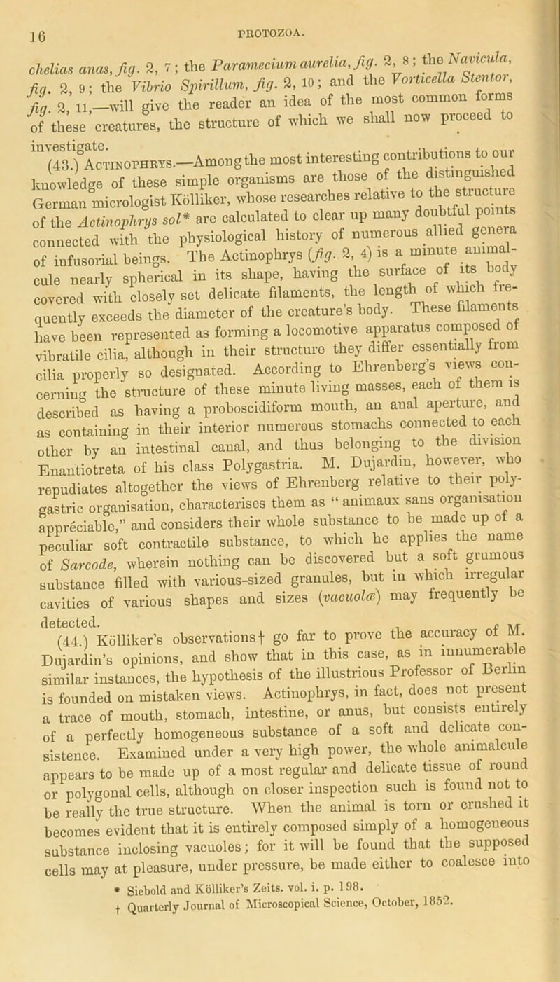 chelias anas, Jig. 2, 7; the Paramecium aurelia. Jig. 2, 8; the AWula Jin. 2, 9; the Vibrio Spirillum, Jig. 2, 10; and the Vorticella Stentor, fig. 2, 11,-will give the reader an idea of the most common forms of these creatures, the structure of which we shall now proceed to (43.) Actinophrys.—Amongthe most interesting contiibutions to °ur knowledge of these simple organisms are those of the distin uis German micrologist Kolliker, whose researches relative to the> BUuctuie of the Actinophrys sol* are calculated to clear up many d°ubtful points connected with the physiological history of numerous allied genera of infusorial beings. The Actinophrys (fig. 2 4) is a minute a““ ' cule nearly spherical in its shape, having the surface of its body covered with closely set delicate filaments, the length of which fre- nuentty exceeds the'diameter of the creature’s body. These filaments have been represented as forming a locomotive apparatus composed of vibratile cilia, although in their structure they differ essentially from cilia properly so designated. According to Ehrenbergs views con- cerning the structure of these minute living masses, each of them is described as having a proboscidiform mouth, an aual aperture, and as containing in their interior numerous stomachs connected to each other by an intestinal canal, and thus belonging to the division Enantiotreta of his class Polygastria. M. Dujardiu, however, who repudiates altogether the views of Ehrenberg relative to their po y- gastric organisation, characterises them as “ animaux sans organisation appreciable,” and considers their whole substance to be made up of a peculiar soft contractile substance, to which he applies the name of Sarcode, wherein nothing can be discovered but a soft grumous substance filled with various-sized granules, but m which irregular cavities of various shapes and sizes (vacuolce) may frequently be detected. , . (44.) K6Hiker’s observations f go far to prove the accuracy of M. Dujardin’s opinions, and show that in this case, as m mnumera e similar instances, the hypothesis of the illustrious Professor of Beilin is founded on mistaken views. Actinophrys, in fact, does not present a trace of mouth, stomach, intestine, or anus, but consists entirely of a perfectly homogeneous substance of a soft and delicate con- sistence. Examined under a very high power, the whole animalcule appears to be made up of a most regular and delicate tissue of rounc or polygonal cells, although on closer inspection such is found not to be really the true structure. When the animal is torn or crushed it becomes evident that it is entirely composed simply of a homogeneous substance inclosing vacuoles; for it will be found that the supposed cells may at pleasure, under pressure, be made either to coalesce into • Siebold and Kolliker’s Zeits. vol. i. p. 198. t Quarterly Journal of Microscopical Science, October, 1852.