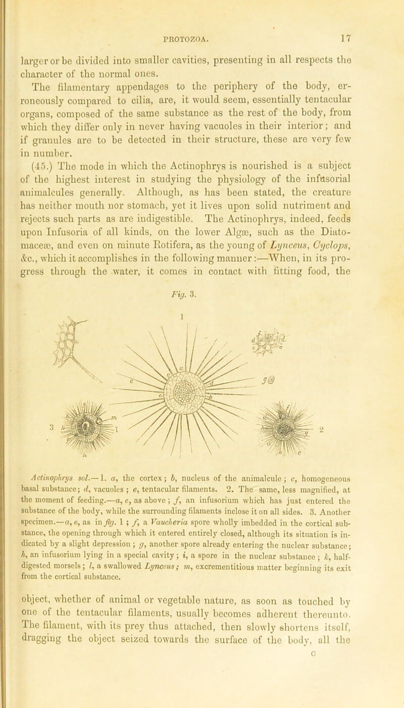 larger or be divided into smaller cavities, presenting in all respects the character of the normal ones. The filamentary appendages to the periphery of the body, er- roneously compared to cilia, are, it would seem, essentially tentacular organs, composed of the same substance as the rest of the body, from which they differ only in never having vacuoles in their interior; and if granules are to be detected in their structure, these are very few in number. (45.) The mode in which the Actinophrys is nourished is a subject of the highest interest in studying the physiology of the infusorial animalcules generally. Although, as has been stated, the creature has neither mouth nor stomach, yet it lives upon solid nutriment and rejects such parts as are indigestible. The Actinophrys, indeed, feeds upon Infusoria of all kinds, on the lower Algae, such as the Diato- maceee, and even on minute Ilotifera, as the young of Lynceus, Cyclops, Ac., which it accomplishes in the following manner:—When, in its pro- gress through the water, it comes in contact with fitting food, the Fig. 3. Actinophrys sol.— 1. a, the cortex; b, nucleus of the animalcule; c, homogeneous basal substance; el, vacuoles ; e, tentacular filaments. 2. The same, less magnified, at the moment of feeding.—a, c, as above ; J\ an infusorium which has just entered the substance of the body, while the surrounding filaments inclose it on all sides. 3. Another specimen.—a, e, as in jig. 1 ; /, a Vaucheria spore wholly imbedded in the cortical sub- stance, the opening through which it entered entirely closed, although its situation is in- dicated by a slight depression; g, another spore already entering the nuclear substance; h, an infusorium lying in a special cavity; i, a spore in the nuclear substance ; /,-, half- digested morsels; l, a swallowed Lynceus; m, excrementitious matter beginning its exit from the cortical substance. object, whether of animal or vegetable nature, as soon as touched by one of the tentacular filaments, usually becomes adherent thereunto. The filament, with its prey thus attached, then slowly shortens itself, dragging the object seized towards the surface of the body, all the c