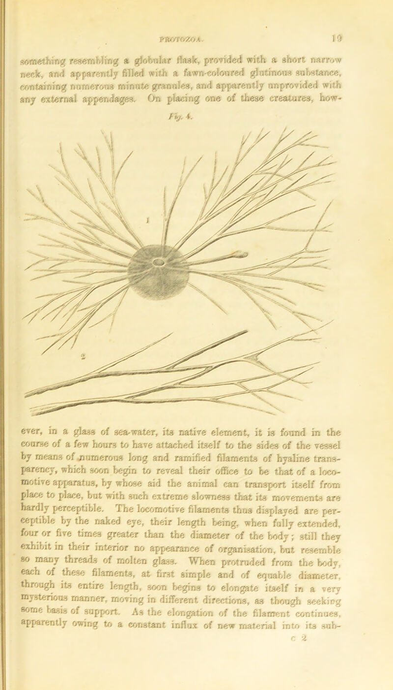 ever, in a glass of sea-water, its native element, it is found in the coarse of a few hours to have attached itself to the aides of the vessel by means of numerous long and ramified filaments of hyaline trans- parency, which soon begin to reveal their office to be that of a loco- motive apparatus, by whose aid the animal can transport itself from place to place, but with such extreme slowness that its movements are hardly perceptible. The locomotive filaments thus displayed are per- ceptible by the naked eye, their length being, when fully extended, four or five times greater than the diameter of the body; still they exhibit in their interior no appearance of organisation, but resemble so many threads of molten glass. When protruded from the body, each of these filaments, at first simple and of equable diameter, through its entire length, soon begins to elongate itself in a very mysterious manner, moving in different directions, as though seeking some basis of support. As the elongation of the filament continues, apparently owing to a constant influx of new material into its suh- c 2 something resembling a globular flask, provided with a short narrow neck, and apparently filled with a fawn-coloured glutinous substance, containing numerous minute grannies, and apparently unprovided with any external appendages. On placing one of these creatures, how-