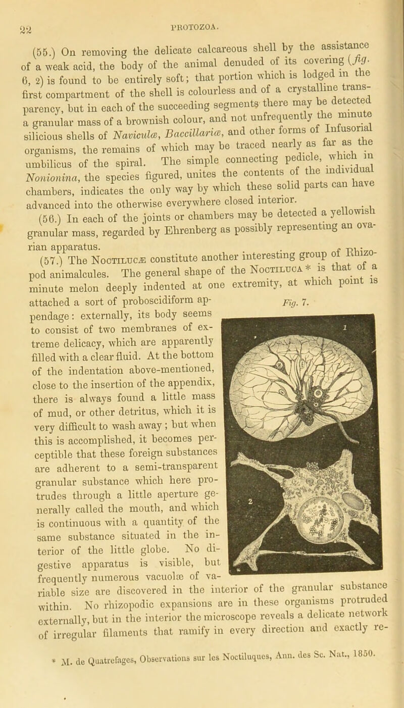 (55.) On removing the delicate calcareous shell by the assistance of a weak acid, the body of the animal denuded of its covering (fig. G, 2) is found to be entirely soft; that portion which is lodged m the first compartment of the shell is colourless and of a crystalline trans- parency, but in each of the succeeding segments there may be detected a granular mass of a brownish colour, and no. unfrsgnonrty the m.nut silicious shells of Naviculce, DacciUarice, and other forms of Infusorial organisms, the remains of which maybe traced nearly as far as the umbilicus of the spiral. The simple connecting pedicle, which in Nonionina, the species figured, unites the contents of the individual chambers, indicates the only way by which these solid parts can have advanced into the otherwise everywhere closed interior. . . (56.) In each of the joints or chambers may be detected a yellows i granular mass, regarded by Ehrenberg as possibly representing an ova- rian apparatus. . „ -m - . (57.) The Noctilucaj constitute another interesting group 0 pod animalcules. The general shape of the Noctiluca * is that o a minute melon deeply indented at one extremity, at which point is attached a sort of proboscidiform ap- Fig 7. pendage: externally, its body seems to consist of two membranes of ex- treme delicacy, which are apparently filled with a clear fluid. At the bottom of the indentation above-mentioned, close to the insertion of the appendix, there is always found a little mass of mud, or other detritus, which it is very difficult to wash away ; but when this is accomplished, it becomes per- ceptible that these foreign substances are adherent to a semi-transparent granular substance which here pro- trudes through a little aperture ge- nerally called the mouth, and which is continuous with a quantity of the same substance situated in the in- terior of the little globe. No di- gestive apparatus is visible, but frequently numerous vacuokc of va- riable size are discovered in the interior of the granular substance within. No rhizopodic expansions are in these organisms protruded externally, but in the interior the microscope reveals a delicate network of irregular filaments that ramify in every direction and exactly re- M. de Quatrefagcs, Observations sur les Noctiluciucs, Ann. lies Sc. Nat., 18o0.