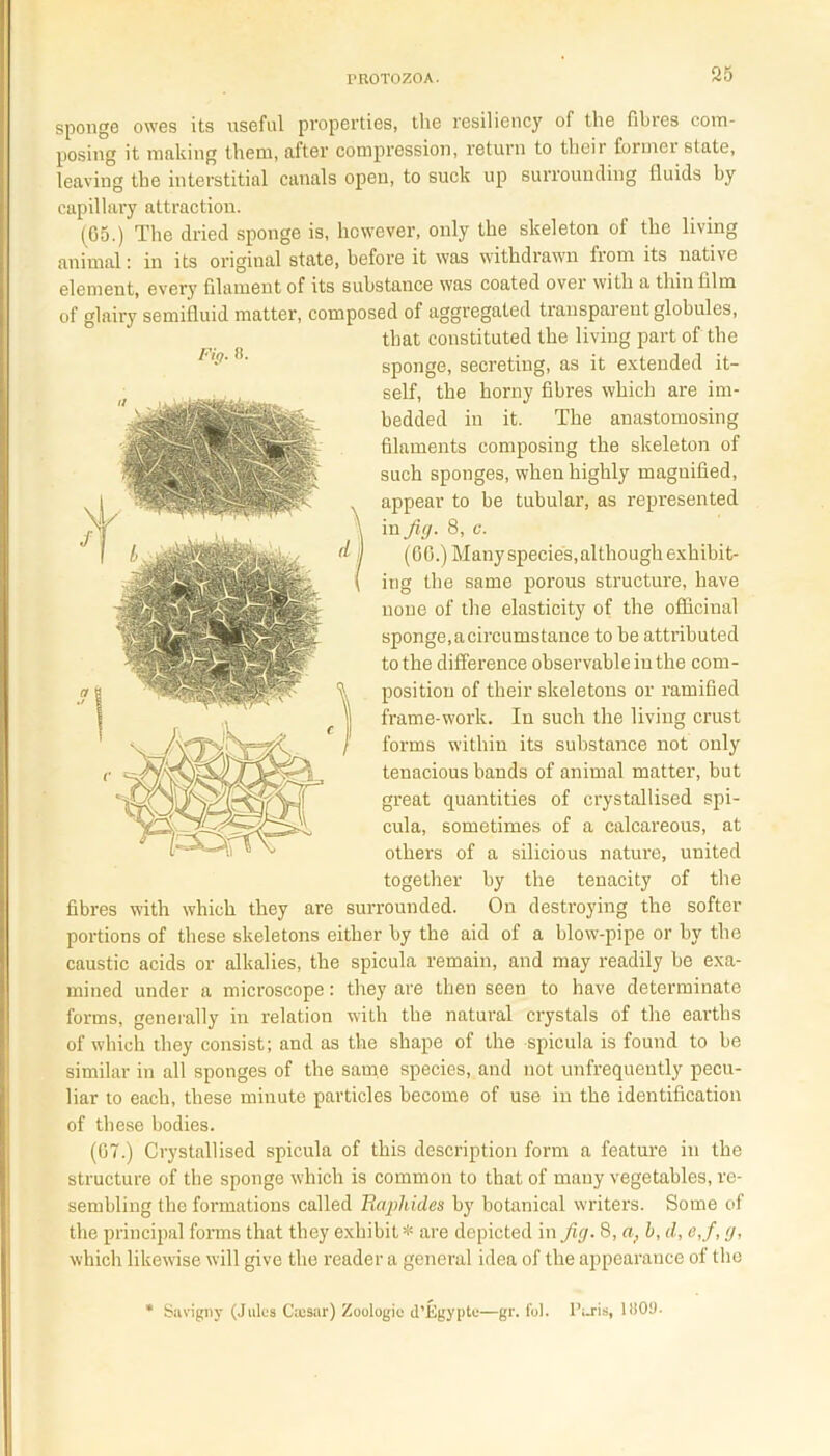 Fig. 8. sponge owes its useful properties, the resiliency of the fibres com- posing it making them, after compression, return to their former state, leaving the interstitial canals open, to suck up surrounding 11 aids by capillary attraction. (05.) The dried sponge is, however, only the skeleton of the living animal: in its original state, before it was withdrawn from its native element, every filament of its substance was coated over with a thin film of glairy semifluid matter, composed of aggregated transparent globules, that constituted the living part of the sponge, secreting, as it extended it- self, the horny fibres which are im- bedded in it. The anastomosing filaments composing the skeleton of such sponges, when highly magnified, appear to be tubular, as represented in Jig. 8, c. (60.) Many species, although exhibit- ing the same porous structure, have none of the elasticity of the officinal sponge, a circumstance to be attributed to the difference observable in the com- position of their skeletons or ramified frame-work. In such the living crust forms within its substance not only tenacious bands of animal matter, but great quantities of crystallised spi- cula, sometimes of a calcareous, at others of a silicious nature, united together by the tenacity of the fibres with which they are surrounded. On destroying the softer portions of these skeletons either by the aid of a blow-pipe or by the caustic acids or alkalies, the spicula remain, and may readily be exa- mined under a microscope: they are then seen to have determinate forms, generally in relation with the natural crystals of the earths of which they consist; and as the shape of the spicula is found to be similar in all sponges of the same species, and not unfrequently pecu- liar to each, these minute particles become of use in the identification of these bodies. (07.) Crystallised spicula of this description form a feature in the structure of the sponge which is common to that of many vegetables, re- sembling the formations called Raphidea by botanical writers. Some of the principal forms that they exhibit* are depicted in Jig. 8, a} b, d, e,J, g, which likewise will give the reader a general idea of the appearance of the Savigny (Julea Cajsar) Zoologie d’jjgypte—gr. fol. Paris, 1809.