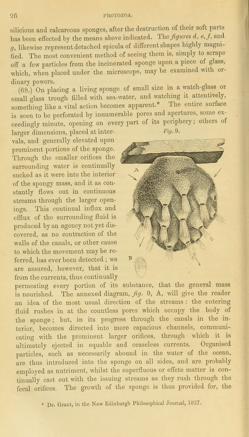 silicious and calcareous sponges, after the destruction of their soft paits has been effected by the means above indicated. The figures cl, e,f, and g, likewise represent detached spicula of different shapes highly magni- fied. The most convenient method of seeing them is, simply to sciape off a few particles from the incinerated sponge upon a piece of glass, which, when placed under the microscope, may be examined with or- dinary powers. (68.) On placing a living sponge of small size in a watch-glass or small glass trough filled with sea-water, and watching it attentively, something like a vital action becomes apparent* The entire surface is seen to be perforated by innumerable pores and apertures, some ex- ceedingly minute, opening on every part of its periphery; others of larger dimensions, placed at inter- Fig- 9. vals, and generally elevated upon prominent portions of the sponge. Through the smaller orifices the surrounding water is continually sucked as it were into the interior of the spongy mass, and it as con- stantly flows out in continuous streams through the larger open- ings. This continual influx and efflux of the surrounding fluid is produced by an agency not yet dis- covered, as no contraction of the walls of the canals, or other cause to which the movement may be re- ferred, has ever been detected ; we are assured, however, that it is from the currents, thus continually permeating every portion of its substance, that the general mass is nourished. The annexed diagram, fig. 9, A, will give the reader an idea of the most usual direction of the streams : the entering fluid rushes in at the countless pores which occupy the body of the sponge; but, in its progress through the canals in the in- terior, becomes directed into more capacious channels, communi- cating with the prominent larger orifices, through which it is ultimately ejected in equable and ceaseless currents. Organised particles, such as necessarily abound in the water of the ocean, are thus introduced into the sponge on all sides, and are probably employed as nutriment, whilst the superfluous or effete matter is con- tinualiy cast out with the issuing streams as they rush through the fecal orifices. The growth of the sponge is thus provided for, the * Dr. Grant, in the New Edinburgh Philosophical Journal, 11)27.