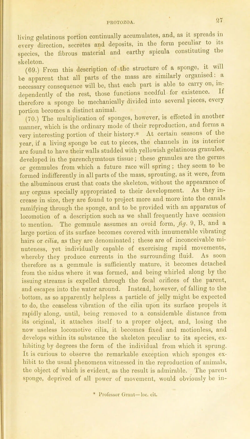 living gelatinous portion continually accumulates, and, as it spicadsin every direction, secretes and deposits, in the form peculiar to its species, the fibrous material and earthy spicula constituting the skeleton. (69.) From this description of the structure of a sponge, it will be apparent that all parts of the mass are similarly organised:, a necessary consequence will be, that each part is able to cany on, in dependently of the rest, those functions needful for existence. If therefore a sponge be mechanically divided into several pieces, eveiy portion becomes a distinct animal. (70.) The multiplication of sponges, however, is effected in another manner, which is the ordinary mode of their reproduction, and foinis a very interesting portion of their history.* At certain seasons of the year, if a living sponge be cut to pieces, the channels in its iuteiior are found to have their walls studded with yellowish gelatinous granules, developed in the parenchymatous tissue; these granules are the germs or gemmules from which a futui'e race will spring ; they seem to be formed indifferently in all parts of the mass, sprouting, as it were, from the albuminous crust that coats the skeleton, without the appearance of any organs specially appropriated to their development. As they in- crease in size, they are found to project more and more into the canals ramifying through the sponge, and to be provided with an apparatus ot locomotion of a description such as we shall frequently have occasion to mention. The gemmule assumes an ovoid form, fig. 9, B, and a large portion of its surface becomes covered with innumerable vibrating hairs or cilia, as they are denominated; these are of inconceivable mi- nuteness, yet individually capable of exercising rapid movements, whereby they produce currents in the surrounding fluid. As soon therefore as a gemmule is sufficiently mature, it becomes detached from the nidus where it was formed, and being whirled along by the issuing streams is expelled through the fecal orifices of the parent, and escapes into the water around. Instead, however, of falling to the bottom, as so apparently helpless a particle of jelly might be expected to do, the ceaseless vibration of the cilia upon its surface propels it rapidly along, until, being removed to a considerable distance from its original, it attaches itself to a proper object, and, losing the now useless locomotive cilia, it becomes fixed and motionless, and develops within its substance the skeleton peculiar to its species, ex- hibiting by degrees the form of the individual from which it sprung. It is curious to observe the remarkable exception which sponges ex- hibit to the usual phenomena witnessed in the reproduction of animals, the object of which is evident, as the result is admirable. The parent sponge, deprived of all power of movement, would obviously be in- * Professor Grant—loc. cit.