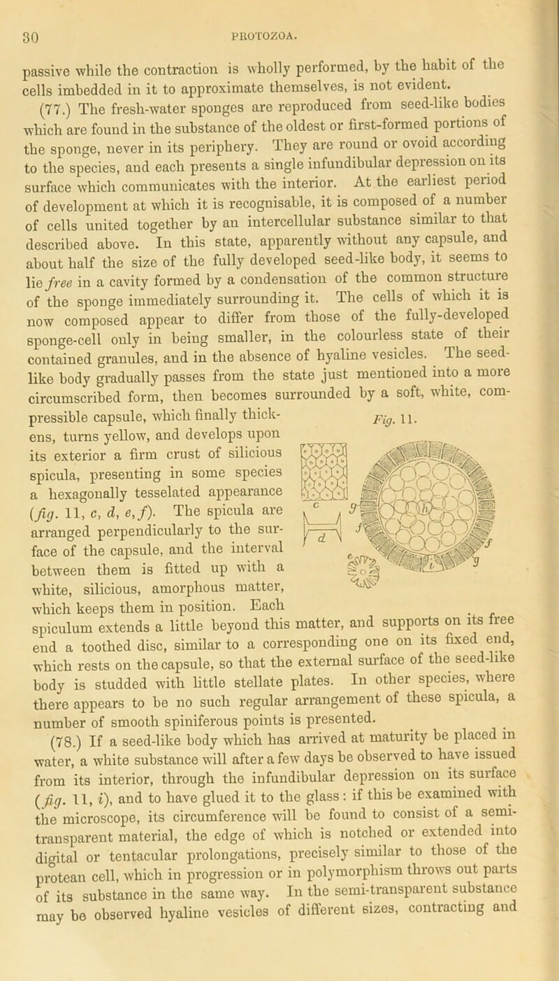 passive while the contraction is wholly performed, by the habit of the cells imbedded in it to approximate themselves, is not evident. (77.) The fresh-water sponges are reproduced from seed-like bodies which are found in the substance of the oldest or first-formed portions of the sponge, never in its periphery. They are round or ovoid according to the species, and each presents a single infundibular depression on its surface which communicates with the interior. At the earliest peiiod of development at which it is recognisable, it is composed of a number of cells united together by an intercellular substance similar to that described above. In this state, apparently without any capsule, and about half the size of the fully developed seed-like body, it seems to lie free in a cavity formed by a condensation of the common structure of the sponge immediately surrounding it. The cells of which it is now composed appear to differ from those of the fully-developed sponge-cell only in being smaller, in the colourless state of theii contained granules, and in the absence of hyaline vesicles. The seed- like body gradually passes from the state just mentioned into a more circumscribed form, then becomes surrounded by a soft, white, com- pressible capsule, which finally thick- ens, turns yellow, and develops upon its exterior a firm crust of silicious spicula, presenting in some species a hexagonally tesselated appearance (fig. 11, c, d, e,f). The spicula are arranged perpendicularly to the sur- face of the capsule, and the interval between them is fitted up with a white, silicious, amorphous matter, which keeps them in position. Each spiculum extends a little beyond this matter, and supports on its free end a toothed disc, similar to a corresponding one on its fixed end, which rests on the capsule, so that the external surface of the seed-like body is studded with little stellate plates. In other species, where there appears to be no such regular arrangement of these spicula, a number of smooth spiniferous points is presented. (78.) If a seed-like body which has arrived at maturity be placed in water, a white substance will after a few days be observed to have issued from its interior, through the infundibular depression on its surface (fig. 11, i), and to have glued it to the glass: if this be examined with the microscope, its circumference will be found to consist of a semi- transparent material, the edge of which is notched or extended into digital or tentacular prolongations, precisely similar to those of the protean cell, which in progression or in polymorphism throws out parts of its substance in the same way. In the semi-transparent substance may be observed hyaline vesicles of different sizes, contracting and Fig. 11-