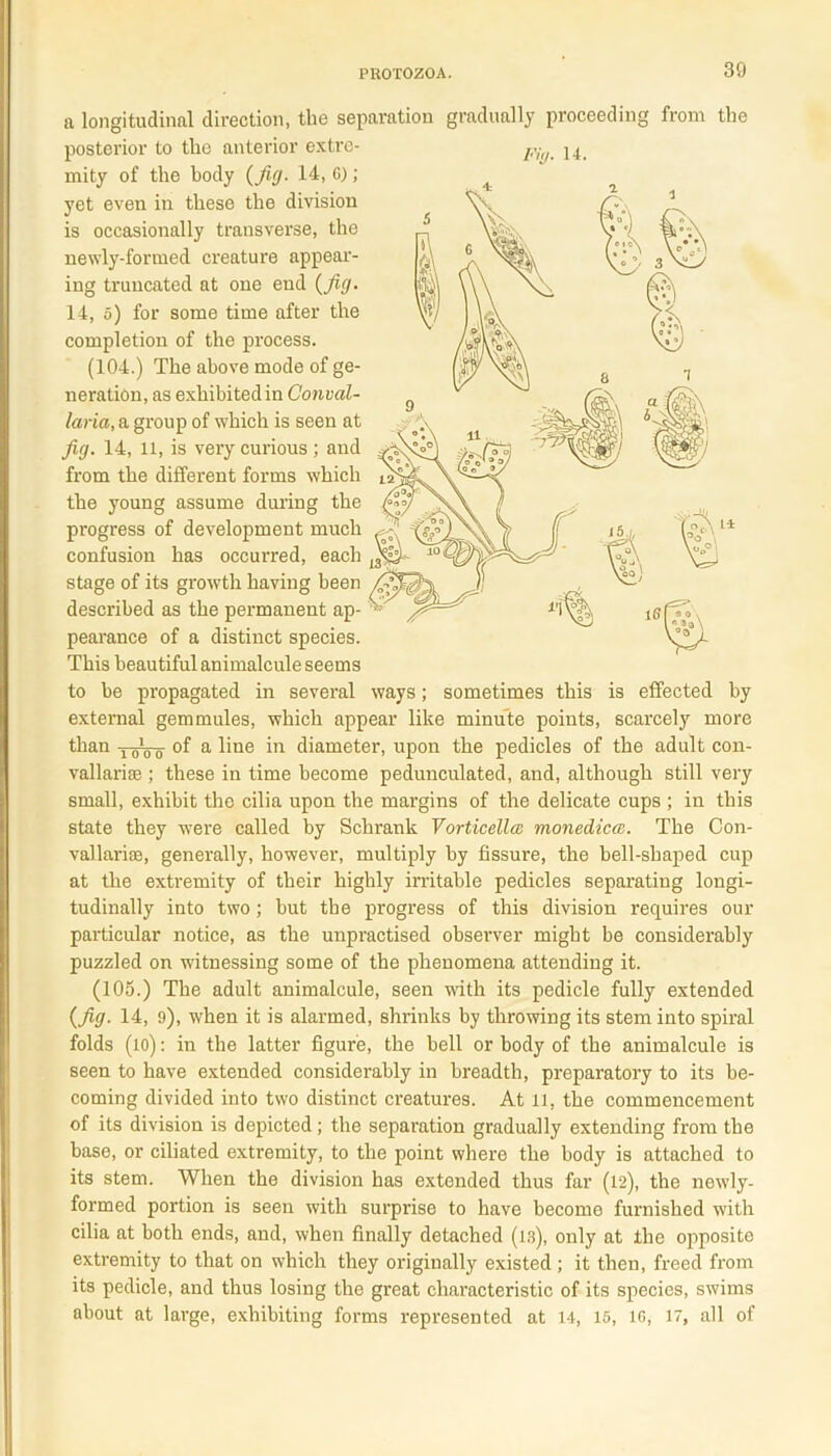 Fir/. 14. a longitudinal direction, the separation gradually proceeding from the posterior to the anterior extre- mity of the body (fig- Id, G); yet even in these the division is occasionally transverse, the newly-formed creature appear- ing truncated at one end (Jig. 14, 5) for some time after the completion of the process. (104.) The above mode of ge- neration, as exhibited in Conval- laria, a group of which is seen at Jig. 14, ll, is very curious; and from the different forms which the young assume during the progress of development much confusion has occurred, each stage of its growth having been described as the permanent ap- pearance of a distinct species. This beautiful animalcule seems to be propagated in several ways; sometimes this is effected by external gem mules, which appear like minu te points, scarcely more than yoVo a hue i'1 diameter, upon the pedicles of the adult con- vallari® ; these in time become pedunculated, and, although still very small, exhibit the cilia upon the margins of the delicate cups ; in this state they were called by Schrank Vorticellce monedicat. The Con- v all arise, generally, however, multiply by fissure, the bell-shaped cup at the extremity of their highly irritable pedicles separating longi- tudinally into two; but the progress of this division requires our particular notice, as the unpractised observer might be considerably puzzled on witnessing some of the phenomena attending it. (105.) The adult animalcule, seen with its pedicle fully extended (Jig. 14, 9), when it is alarmed, shrinks by throwing its stem into spiral folds (to): in the latter figure, the bell or body of the animalcule is seen to have extended considerably in breadth, preparatory to its be- coming divided into two distinct creatures. At 11, the commencement of its division is depicted; the separation gradually extending from the base, or ciliated extremity, to the point where the body is attached to its stem. When the division has extended thus far (12), the newly- formed portion is seen with surprise to have become furnished with cilia at both ends, and, when finally detached (13), only at the opposite extremity to that on which they originally existed ; it then, freed from its pedicle, and thus losing the great characteristic of its species, swims about at large, exhibiting forms represented at 14, 15, ig, 17, all of