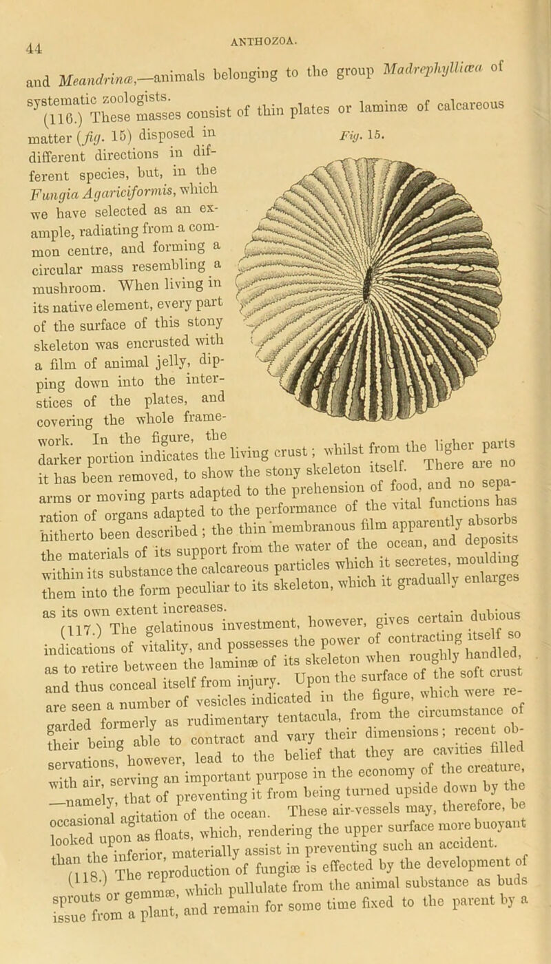 and manirin*,-animals belonging to the group Madr^yUicea of S,tlTetTho~s consist of thin plates or latninss of calcareous matter {fig. 15) disposed in different directions in dif- ferent species, but, in the Fungia Agariciformis, which we have selected as an ex- ample, radiating from a com- mon centre, and forming a circular mass resembling a mushroom. When living in its native element, every pait of the surface of this stony skeleton was encrusted with a film of animal jelly, dip- ping down into the inter- stices of the plates, and covering the whole frame- ZL port *ueiudS; it living crust ah.,St from the it has been removed, to show the Stott, skeleton ite.lt Tta > ate arms or moving parts adapted to the prehension of food and no s, P rt the materials of its support from the water of the ocean and dopes enlarge? ^ t, however, gives certain dubious in ic Lis of vitality, and possesses the power of —J as to retire between tbe taints of (ttt skeleton whenroughly handed, and thus conceal itself from injur,. Upon the surface of the soft must are seen a number of vesicles indicated m the figuie, w ic  carted formerly as rudimentary tentaeula, from the circumstance of their being able to contract and ™rybetr flUed wTttaLLrvtagm important purpose in the economy of the creature, —namely, that of preventing it from being turned upsrde down by the V ’tniimi of the ocean These air-vessels may, therefore, be JoXdLpon as floats, whieh, rendering the upper surface more buoyant , i inferior materially assist in preventing such an accident, m s The reproduction of fungi* is effected b, the development of 1 . \r oemml£B which pullulate from the animal substance as buds OTfita a plant, and remain for some time fixed to tbe parent by a