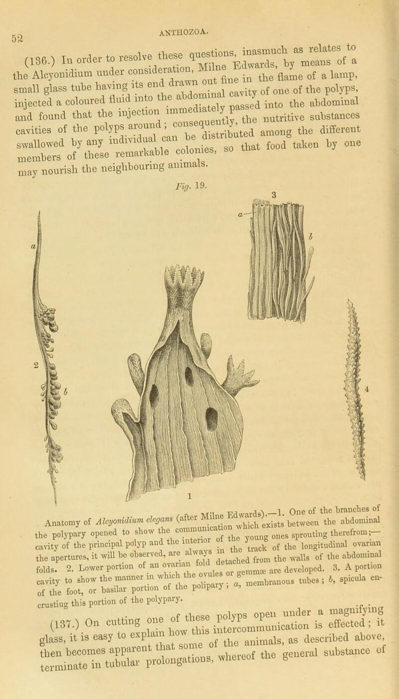 (136.) In order to resolve these ^e” eSs^^I a the Aloyonidium under const el“tl0“' ‘ a in the flame of a lamp, small glass tube having its end drawn ° . of one 0f the polyps, injected a coloured fluid into t e a passed into the abdominal and found that the injection mini h nutritive substances cavities of the polyps around; ^^ ^ted among the different swallowed by an, indlndua“ f„Zi foodVen by one members of these remarkable colonies, may nourish the neighbouring animals. Fig. 19. j One of the branches of Anatomy of Aloyonidium elegans (after Mine^ e'xists‘ between the abdominal tb, polypary .p«cd to .h.» ““To to cavity of the principal polyp and the intenor f h ^ longitudinal ovarian the apertures, it will be observed, are always h^ ^ ^ ^ the abdominal folds. 2. Lower portion of an ovanan. fold d ^ are developed. 3. A portion cavity to show the manner m which the ov l g ous tubes . b, spicula en- of the foot, or basilar portion of the polipaij , , crusting this portion of the polypary. . „ nf these polyps open under a magnifying (137.) On cutting one of the p ^omiJunication is effected; it glass, it is easy to explain ™ ^ ^ animals, as described above SS*he «“”1 s