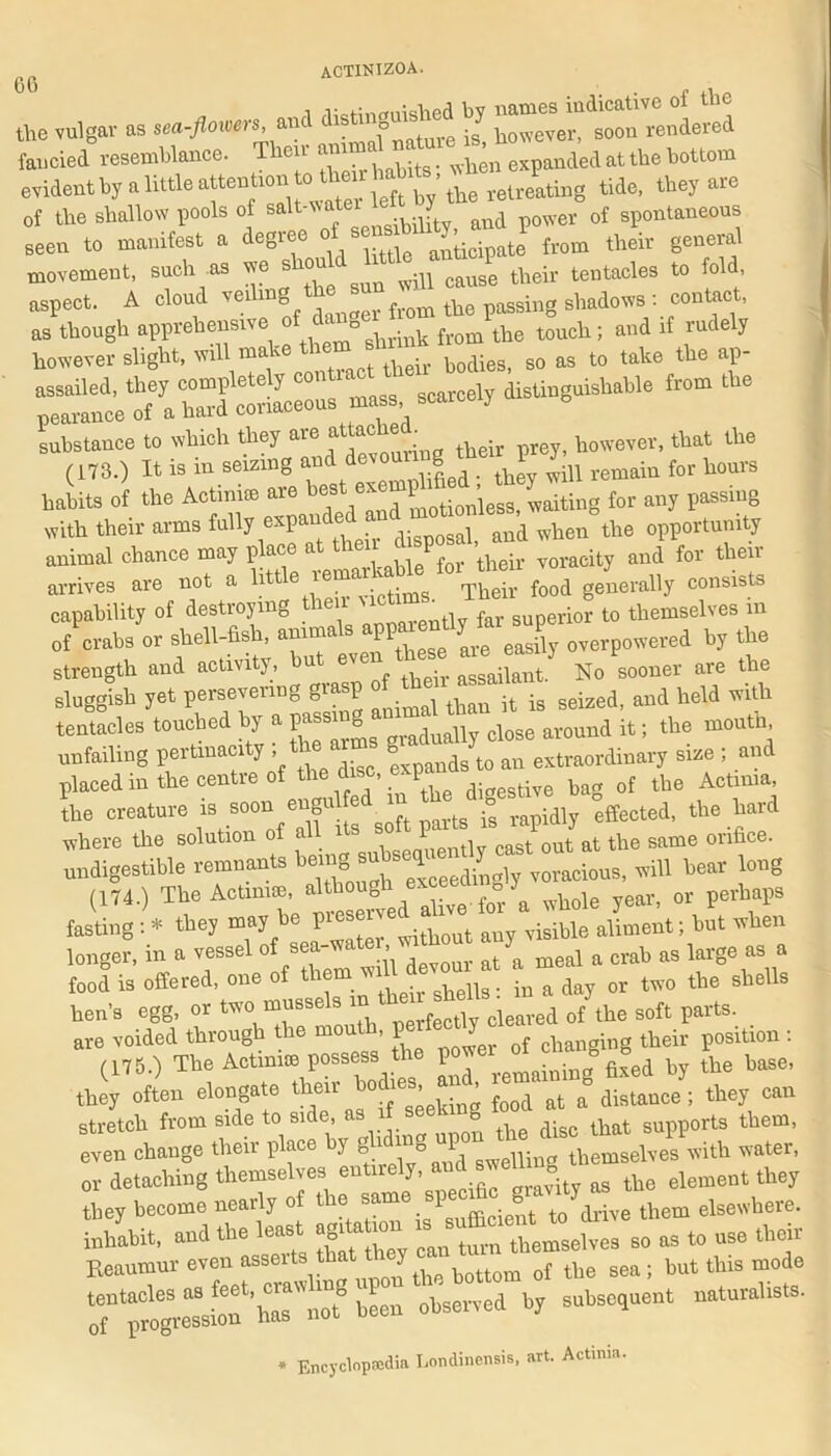 66 . . , the vulgar as g Ce“ nlered fancied resemblance. en “ when expanded at the bottom evident by a little attention to then mb , ^ tid6j they are of the shallow pools of salt-wa J and power of spontaneous seen to manifest a degree, of sens* j, ^ ^ movement, such as we shou ^ ^ ^ tbeir tentacles to fold aspect. A cloud veiling ftom tbe passing shadows •- contact, 3 —s mass scarcely distinguishable frcra the substance to which they are attached however, that the (173.) It is in seizing and devom g V 7^ for hours habits of the Actini® “ ’^at/aud motionless, waiting for an, passing with their aims fully * P disposal, and when the oppoitunity animal chance may place at then P VOracity and for their arrives are not a food generally consists capability of destroymD tlv far superior to themselves in of crabs or shell-fish, easily overpowered by the strength and activity, u • assaifant. No sooner are the sluggish yet persevering grasp ^ ^ -t ig seized, and held with tentacles touched by a pass^g ^ ^ ^ around it; the mouth, unfailing peitinac y , expands to an extraordinary size , and placed m the centie of tl ’ P , digestive bag of the Actinia, the creature is soon engulfed r « d)j eftectea, the hard where the solution of all its ' cast out st the same orifice, undigestible remnant being subs° ,ffl gear long (1M-) T1;e AoUmttesertd^v?a whole year, or perhaps fasting : * they may P without any visible aliment; but when longer, in a vessel of sea-«te , ^ ^ ^ a crab as large as a food is offered, one of them day or two the shells hen’s egg, or two mussels in th e nshe ^ ^ ^ parts. are voided through the mouth p 7 changing their position : (175.) The Actmue possess tl i gxed tbe base, they often elongate *“r food at a° distance; the, can stretch from side to side, tte disc that supports them, even change their p ace y g 1 o swenin« themselves with water, or detaching themselves entirely andag the element they they become nearly of the same. p 8 elsewhere, inhabit, and the le^ = so as to use their Reaumur even asserts that y but this mode — naturalists. * Encyclopedia Londinensis, art. Actinia.