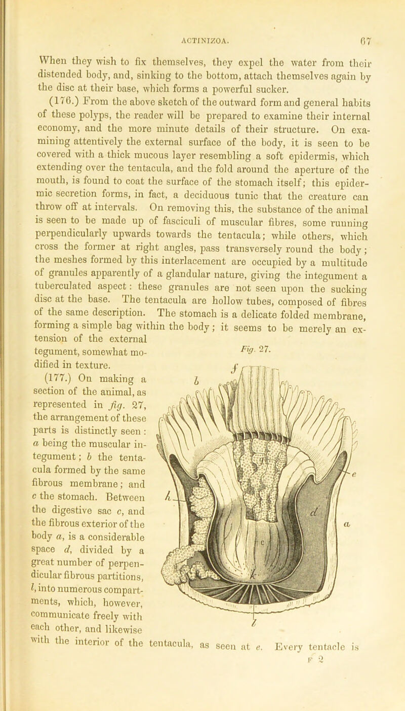 When tliey wish to fix themselves, they expel the water from their distended body, and, sinking to the bottom, attach themselves again by the disc at their base, which forms a powerful sucker. (176.) From the above sketch of the outward form and genei’al habits of these polyps, the reader will be prepared to examine their internal economy, and the more minute details of their structure. On exa- mining attentively the external surface of the body, it is seen to be covered with a thick mucous layer resembling a soft epidermis, which extending over the tentacula, and the fold around the aperture of the mouth, is found to coat the surface of the stomach itself; this epider- mic secretion forms, in fact, a deciduous tunic that the creature can throw off at intervals. On removing this, the substance of the animal is seen to be made up of fasciculi of muscular fibres, some running perpendicularly upwards towards the tentacula; while others, which cross the former at right angles, pass transversely round the body; the meshes formed by this interlacement are occupied by a multitude of granules apparently of a glandular nature, giving the integumeut a tuberculated aspect: these granules are not seen upon the sucking disc at the base. The tentacula are hollow tubes, composed of fibres of the same description. The stomach is a delicate folded membrane, forming a simple bag within the body; it seems to be merely an ex- tension of the external tegument, somewhat mo- F'9' 27- dified in texture. (177.) On making a section of the animal, as represented in fig. 27, the arrangement of these parts is distinctly seen : a being the muscular in- tegument; b the tenta- cula formed by the same fibrous membrane; and c the stomach. Between the digestive sac c, and the fibrous exterior of the body a, is a considerable space cl, divided by a great number of perpen- dicular fibrous partitions, l, into numerous compart- ments, which, however, communicate freely with each other, and likewise with the interior of the tentacula, as seen at c. Every tentacle is f 2