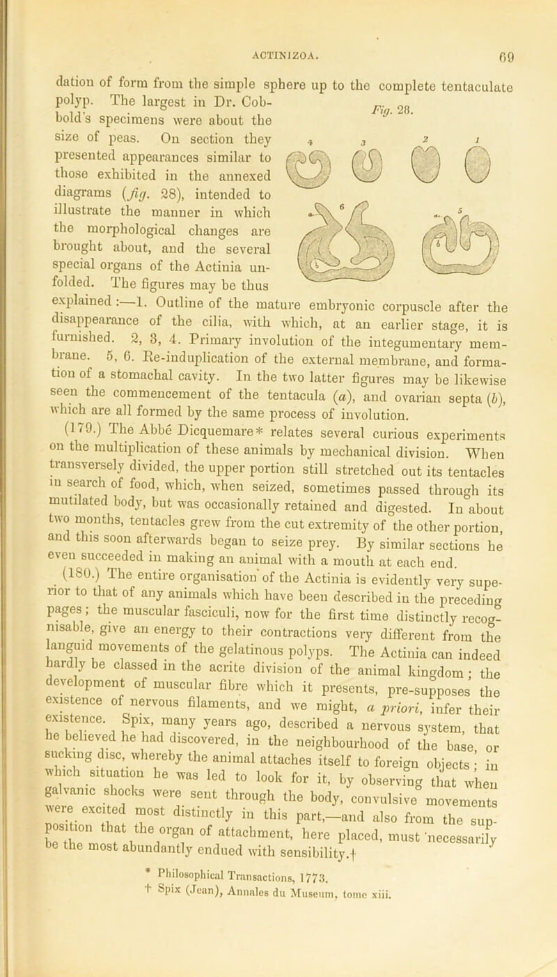 dation of form from the simple sphere up to the complete tentaculate Fig. 28. potyp. The largest in Dr. Cob- bold s specimens were about the size of peas. On section they presented appearances similar to those exhibited in the annexed diagrams (fig. 28), intended to illustrate the manner in which the morphological changes are brought about, and the several special organs of the Actinia un- folded. The figures may be thus explained : 1. Outline of the mature embryonic corpuscle after the disappearance of the cilia, with which, at an earlier stage, it is furnished. 2, 3, 4. Primary involution of the integumentary mem- brane. 5, 6. Re-induplication of the external membrane, and forma- tion of a stomachal cavity. In the two latter figures may be likewise seen the commencement of the tentacula (a), and ovarian septa (b), which are all formed by the same process of involution. (179.) The Abbe Dicquemare* relates several curious experiments on the multiplication of these animals by mechanical division. When transversely divided, the upper portion still stretched out its tentacles in search of food, which, when seized, sometimes passed through its mutilated body, but was occasionally retained and digested. Inabout two months, tentacles grew from the cut extremity of the other portion, aud this soon afterwards began to seize prey. By similar sections he even succeeded in making an animal with a mouth at each end. (180.) The entire organisation'of the Actinia is evidently very supe- rior to that of any animals which have been described in the preceding pages; the muscular fasciculi, now for the first time distinctly recog- nisable, give an energy to their contractions very different from the languid movements of the gelatinous polyps. The Actinia can indeed lardly be classed in the acnte division of the animal kingdom • the development of muscular fibre which it presents, pre-supposes the existence of nervous filaments, and we might, a priori, infer their existence. Spix, many years ago, described a nervous system, that he believed he had discovered, in the neighbourhood of the base or sucking disc, whereby the animal attaches itself to foreign objects ■ in Jlnch situation he was led to look for it, by observing that w’hen galvanic shocks were sent through the body, convulsive movements were excited most distinctly in this part,—and also from the sup- position tlmt the organ of attachment, here placed, must'necessarily be the most abundantly endued with sensibility.! ' * Philosophical Transactions, 1773. + Spix (Jean), Annales du Museum, tome xiii.