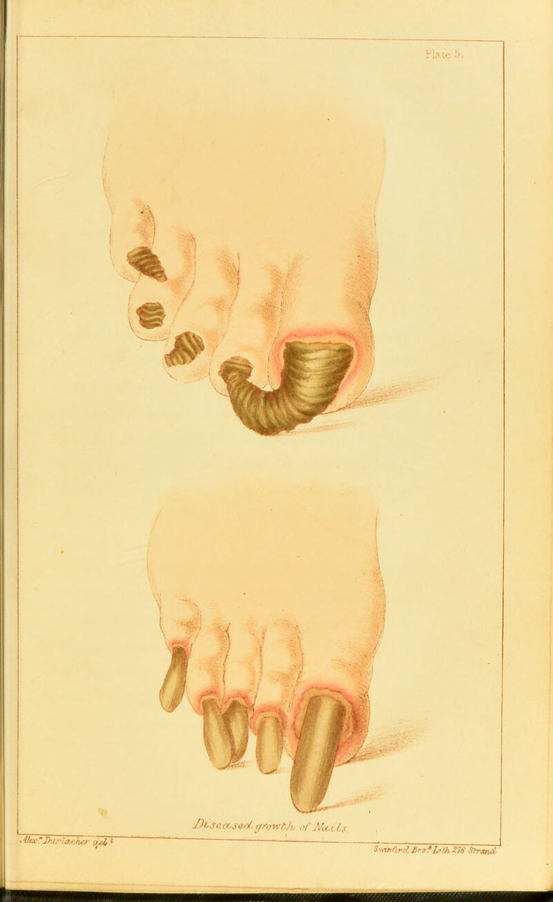Plate 5.
