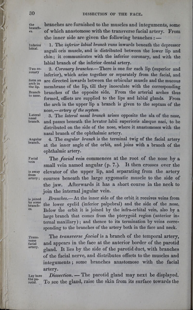 the branch- es. Inferior labial. Two co- ronary form an arch in the lip. Branch to nose. Lateral nasal branch. Angular branch. Facial vein is away from artery; is joined by some branch- es. Trans- verse facial artery. Lay bare the pa- rotid. brandies are furnished to the muscles and integuments, some of which anastomose with the transverse facial artery. From the inner side are given the following branches : — 1. The inferior labial branch runs inwards beneath the depressor anguli oris muscle, and is distributed between the lower lip and chin; it communicates with the inferior coronary, and with the labial branch of the inferior dental artery. 2. Coronary branches.— There is one for each lip (superior and inferior), which arise together or separately from the facial, and are directed inwards between the orbicular muscle and the mucous membrane of the lip, till they inosculate with the corresponding branches of the opposite side. From the arterial arches thus formed, offsets are supplied to the lips and labial glands. From the arch in the upper lip a branch is given to the septum of the nose,— artery of the septum. 3. The lateral nasal branch arises opposite the ala of the nose, and passes beneath the levator labii superioris alaeque nasi, to be distributed on the side of the nose, where it anastomoses with the nasal branch of the ophthalmic artery. 4. The angular branch is the terminal twig of the facial artery at the inner angle of the orbit, and joins with a branch of the ophthalmic artery. The facial vein commences at the root of the nose by a small vein named angular (p. 7.). It then crosses over the elevator of the upper lip, and separating from the artery courses beneath the large zygomatic muscle to the side of the jaw. Afterwards it has a short course in the neck to join the internal jugular vein. Branches.— At the inner side of the orbit it receives veins from the lower eyelid (inferior palpebral) and the side of the nose. Below the orbit it is joined by the infra-orbital vein, also by a large branch that comes from the pterygoid region (anterior in- ternal maxillary) ; and thence to its termination by veins corre- sponding to the branches of the artery both in the face and neck. The transverse facial is a branch of the temporal artery, and appears in the face at the anterior border of the parotid gland. It lies by the side of the parotid duct, with branches of the facial nerve, and distributes offsets to the muscles and integuments; some branches anastomose with the facial artery. Dissection. — The parotid gland may next be displayed. To see the gland, raise the skin from its surface towards the