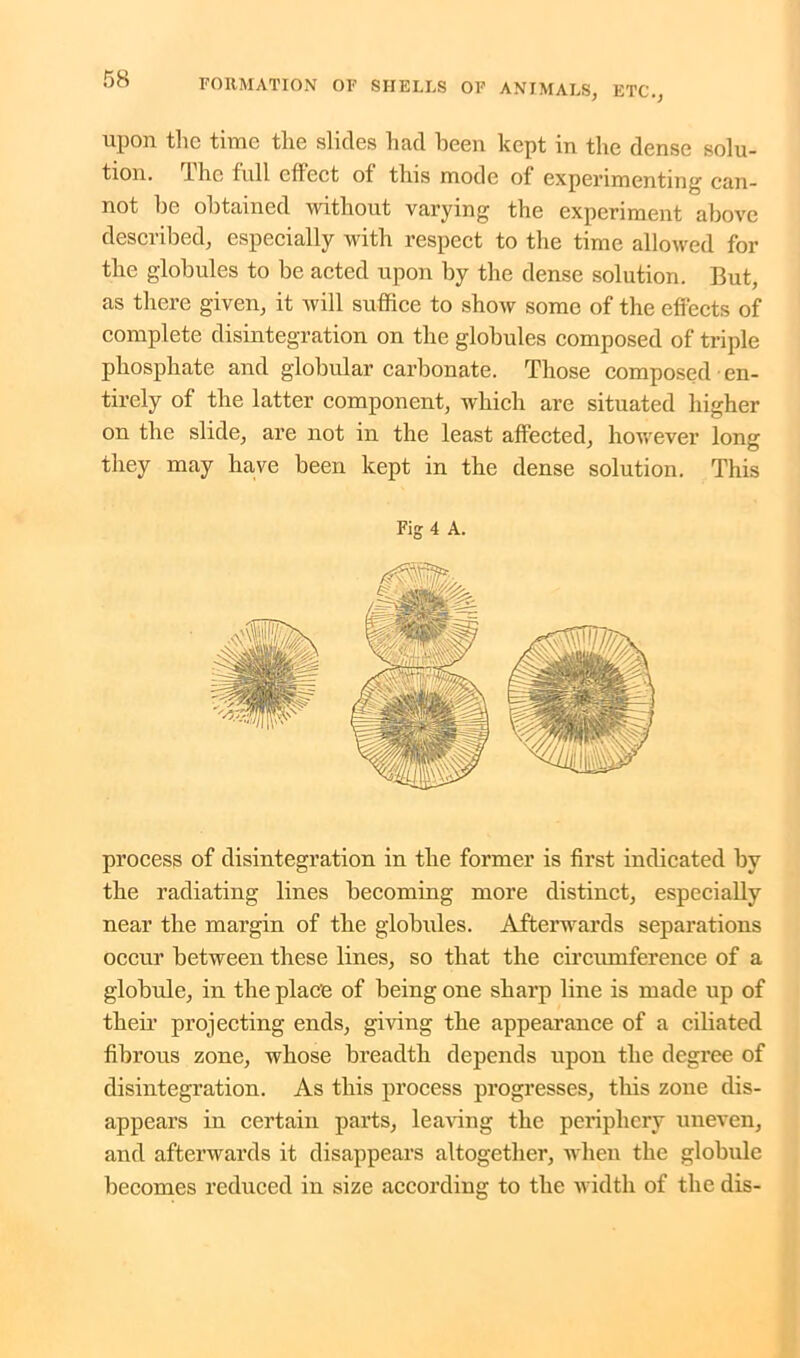 upon the time the slides had been kept in the dense solu- tion. lhe full cfleet of this mode of experimenting' can- not he obtained without varying the experiment above described, especially with respect to the time allowed for the globules to be acted upon by the dense solution. But, as there given, it will suffice to show some of the effects of complete disintegration on the globules composed of triple phosphate and globular carbonate. Those composed en- tirely of the latter component, which are situated higher on the slide, are not in the least affected, however long they may have been kept in the dense solution. This Fig 4 A. process of disintegration in the former is first indicated by the radiating lines becoming more distinct, especially near the margin of the globules. Afterwards separations occur between these lines, so that the circumference of a globule, in the place of being one sharp line is made up of their projecting ends, giving the appearance of a ciliated fibrous zone, whose breadth depends upon the degree of disintegration. As this process progresses, this zone dis- appears in certain parts, leaving the periphery uneven, and afterwards it disappears altogether, when the globule becomes reduced in size according to the width of the dis-