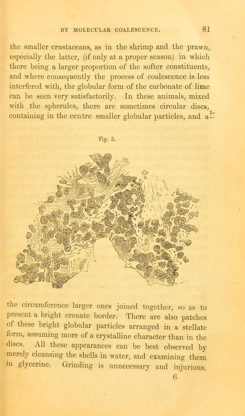 the smaller crustaceans, as in the shrimp and the prawn, especially the latter, (if only at a proper season) in which there being a larger proportion of the softer constituents, and where consequently the process of coalescence is less interfered with, the globular form of the carbonate of lime can be seen very satisfactorily. In these animals, mixed with the spherules, there are sometimes circular discs, containing in the centre smaller globular particles, and a^ Fig. 5. the ciicumference larger ones joined together, so as to piesent a bright crenate border. There are also patches of these bright globular particles arranged in a stellate form, assuming more of a crystalline character than in the discs. All these appearances can be best observed by merely cleansing the shells in water, and examining them in glycerine. Grinding is unnecessary and injurious. 6