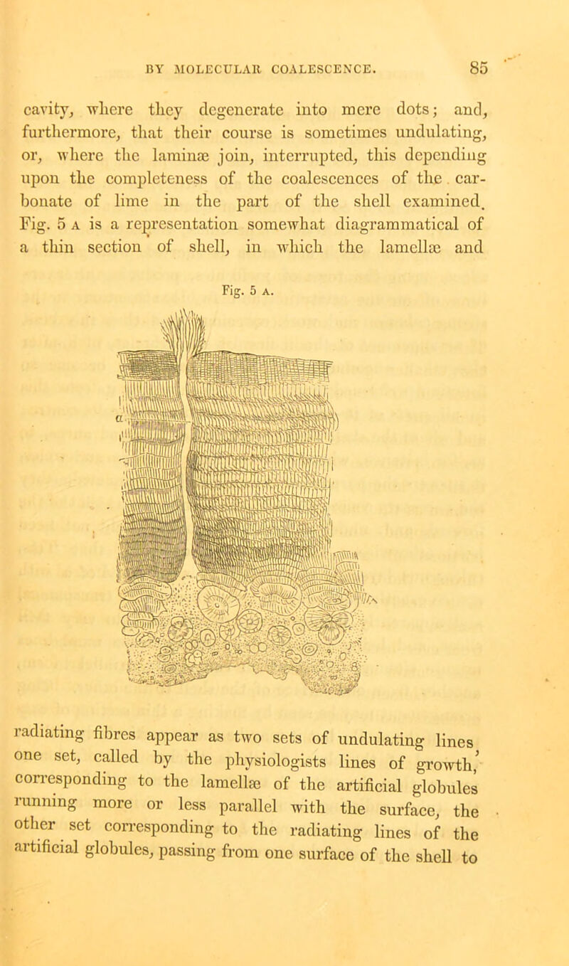 cavity, vrliere they degenerate into mere dots; and, furthermore, that their course is sometimes undulating, or, where the laminae join, interrupted, this depending upon the completeness of the coalescences of the car- bonate of lime in the part of the shell examined. Fig. 5 a is a representation somewhat diagrammatical of a thin section of shell, in which the lamellae and Fig. 5 a. radiating fibres appear as two sets of undulating lines one set, called by the physiologists lines of growth5 corresponding to the lamellae of the artificial globules lunning moie or less parallel with the surface, the other set corresponding to the radiating lines of the artificial globules, passing from one surface of the shell to