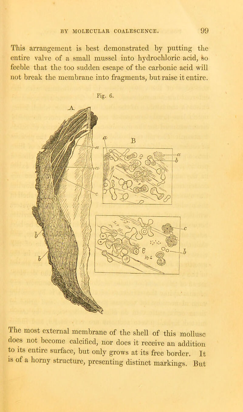 This arrangement is best demonstrated by putting the entire valve of a small mussel into hydrochloric acid, so feeble that the too sudden escape of the carbonic acid will not break the membrane into fragments, but raise it entire. Fig. 6. The most external membrane of the shell of this mollusc does not become calcified, nor does it receive an addition to its entire surface, but only grows at its free border. It is of a horny structure, presenting distinct markings. But