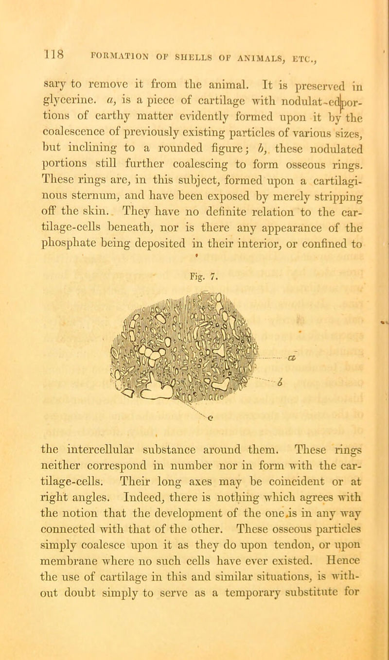 sary to remove it from tlie animal. It is preserved in glycerine, a, is a piece of cartilage with nodulat-edjpor- tions of earthy matter evidently formed upon it by' the coalescence of previously existing particles of various sizes, hut inclining to a rounded figure; b, these nodulated portions still further coalescing to form osseous rings. These rings are, in this subject, formed upon a cartilagi- nous sternum, and have been exposed by merely stripping off the skin. They have no definite relation to the car- tilage-cells beneath, nor is there any appearance of the phosphate being deposited in their interior, or confined to Fig. 7. ■ e the intercellular substance around them. These rings neither correspond in number nor in form with the car- tilage-cells. Their long axes may be coincident or at right angles. Indeed, there is nothing which agrees with the notion that the development of the one .is in any way connected with that of the other. These osseous particles simply coalesce upon it as they do upon tendon, or upon membrane where no such cells have ever existed. Hence the use of cartilage in this and similar situations, is with- out doubt simply to serve as a temporary substitute for