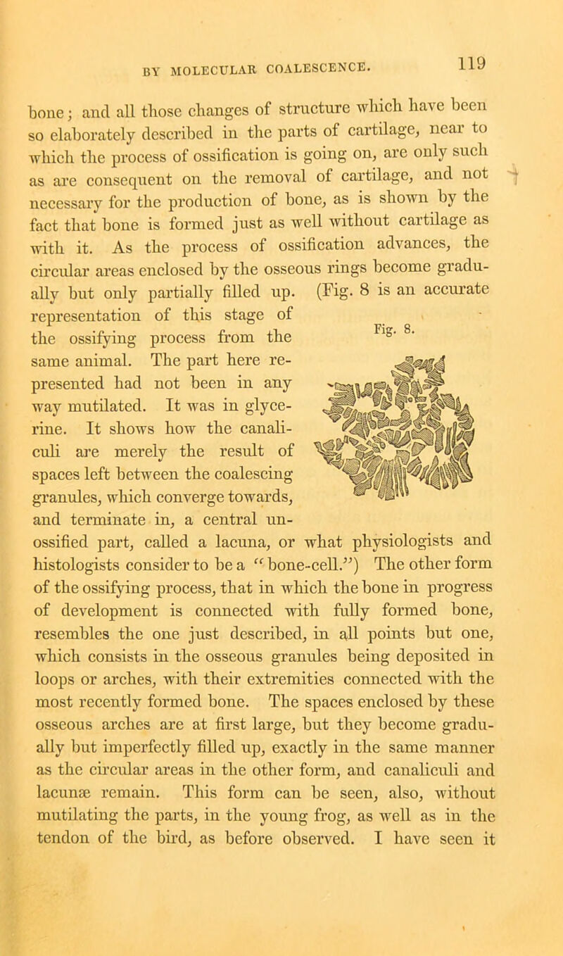 bone; and all those changes of structure which have been so elaborately described in the parts of cartilage, ncai to which the process of ossification is going on, are only such as are consequent on the removal of cartilage, and not necessary for the production of bone, as is shown by the fact that bone is formed just as well without cartilage as with it. As the process of ossification advances, the circular areas enclosed by the osseous rings become gradu- ally but only partially filled up. representation of this stage of the ossifying process from the same animal. The part here re- presented had not been in any way mutilated. It was in glyce- rine. It shows how the canali- culi are merely the result of spaces left between the coalescing granules, which converge towards, and terminate in, a central un- ossified part, called a lacuna, or what physiologists and histologists consider to be a “bone-cell.”) The other form of the ossifying process, that in which the bone in progress of development is connected with fully formed bone, resembles the one just described, in all points but one, which consists in the osseous granules being deposited in loops or arches, with their extremities connected with the most recently formed bone. The spaces enclosed by these osseous arches are at first large, but they become gradu- ally but imperfectly filled up, exactly in the same manner as the circular areas in the other form, and canaliculi and lacunae remain. This form can be seen, also, without mutilating the parts, in the young frog, as well as in the tendon of the bird, as before observed. I have seen it (Fig. 8 is an accurate Fig. 8.